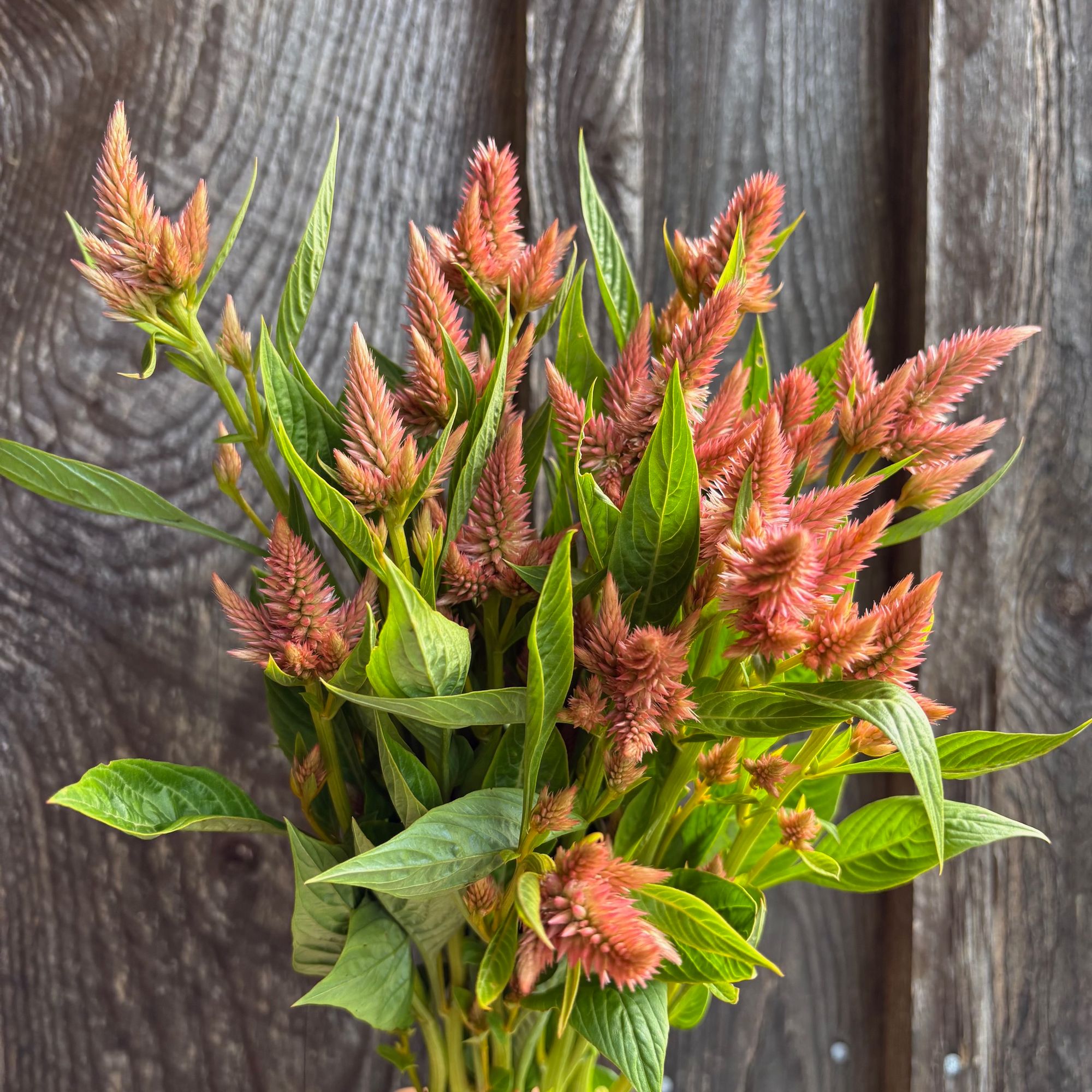 CELOSIA argentea spicata Celway Salmon