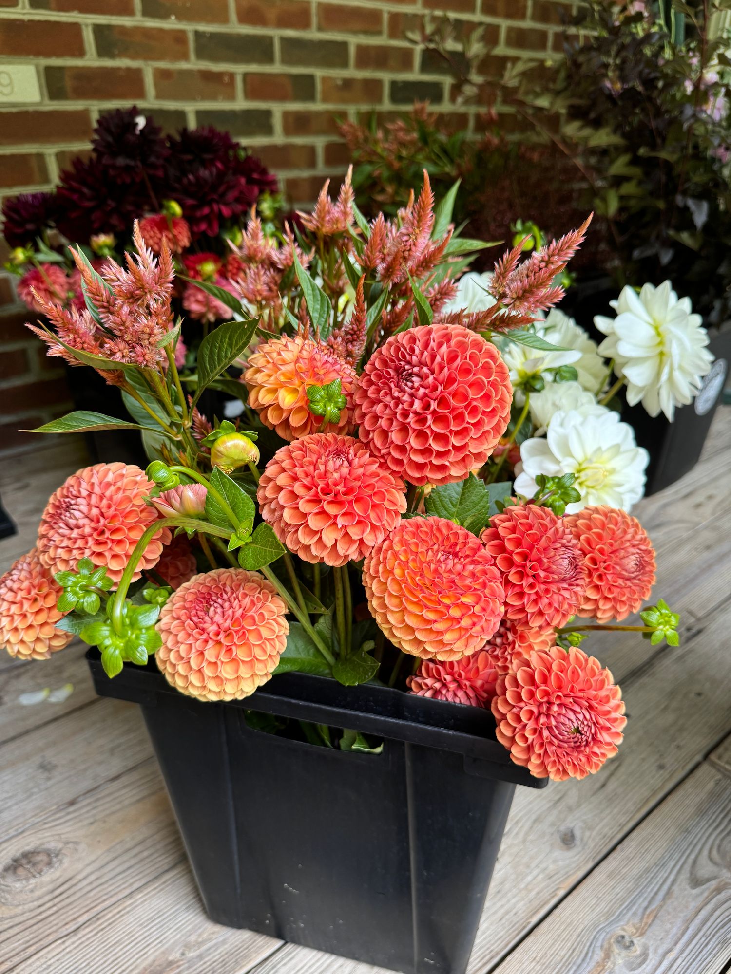 DAHLIA Cornel Bronze