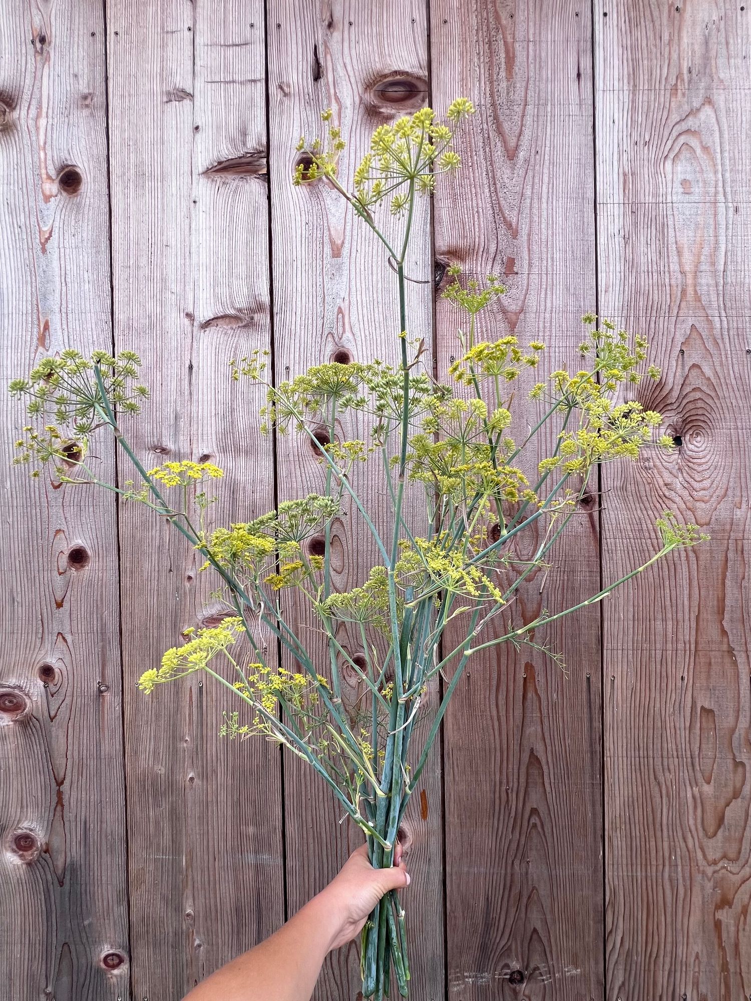 FOENICULUM vulgare