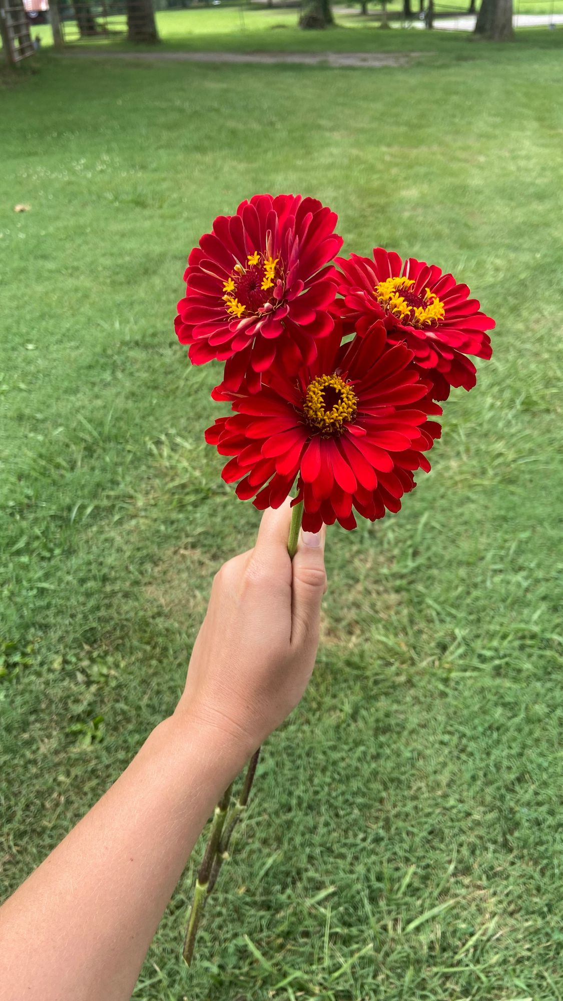 ZINNIA elegans Benarys Giant Scarlet