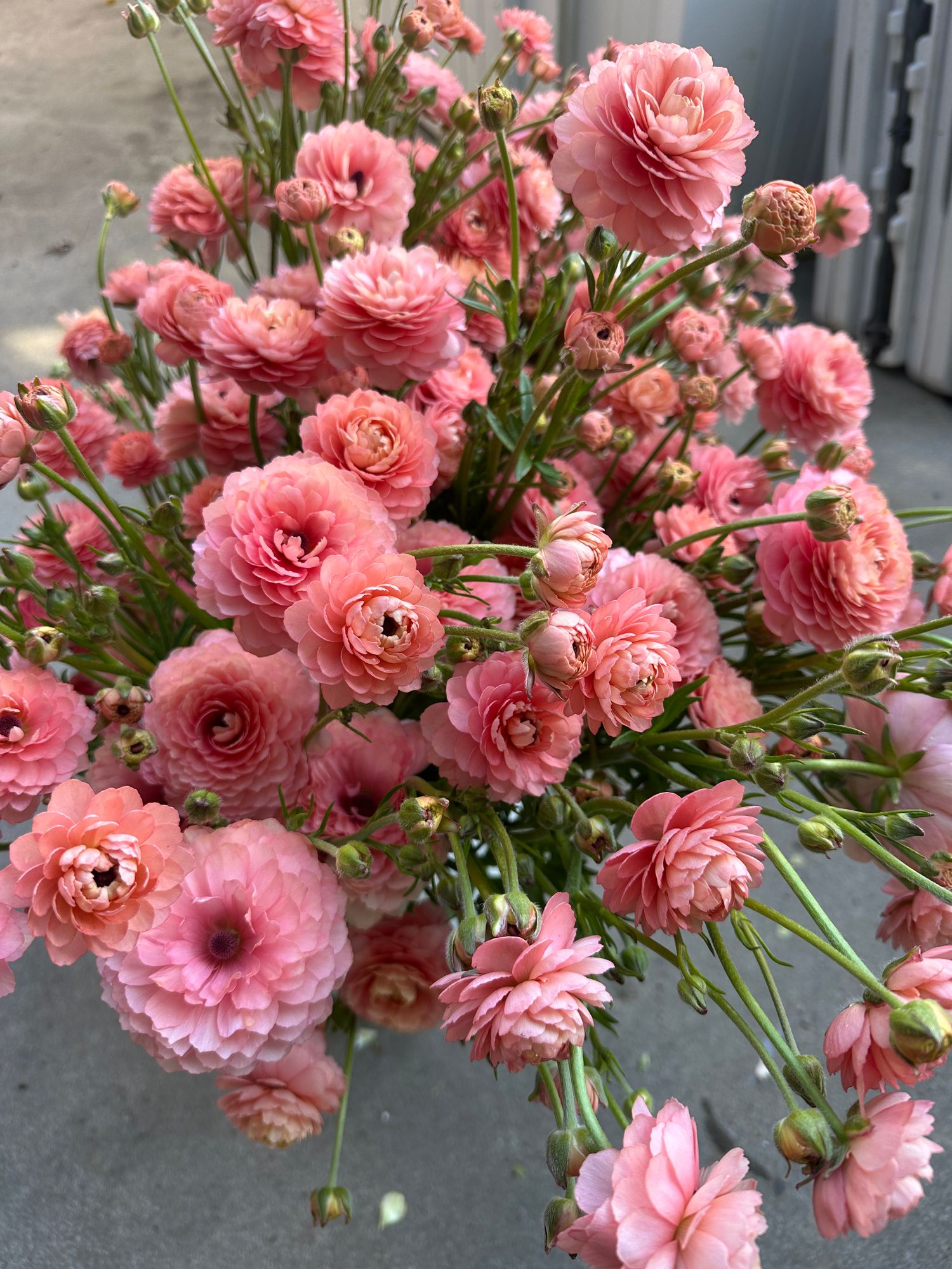 RANUNCULUS Natura Moderna 806