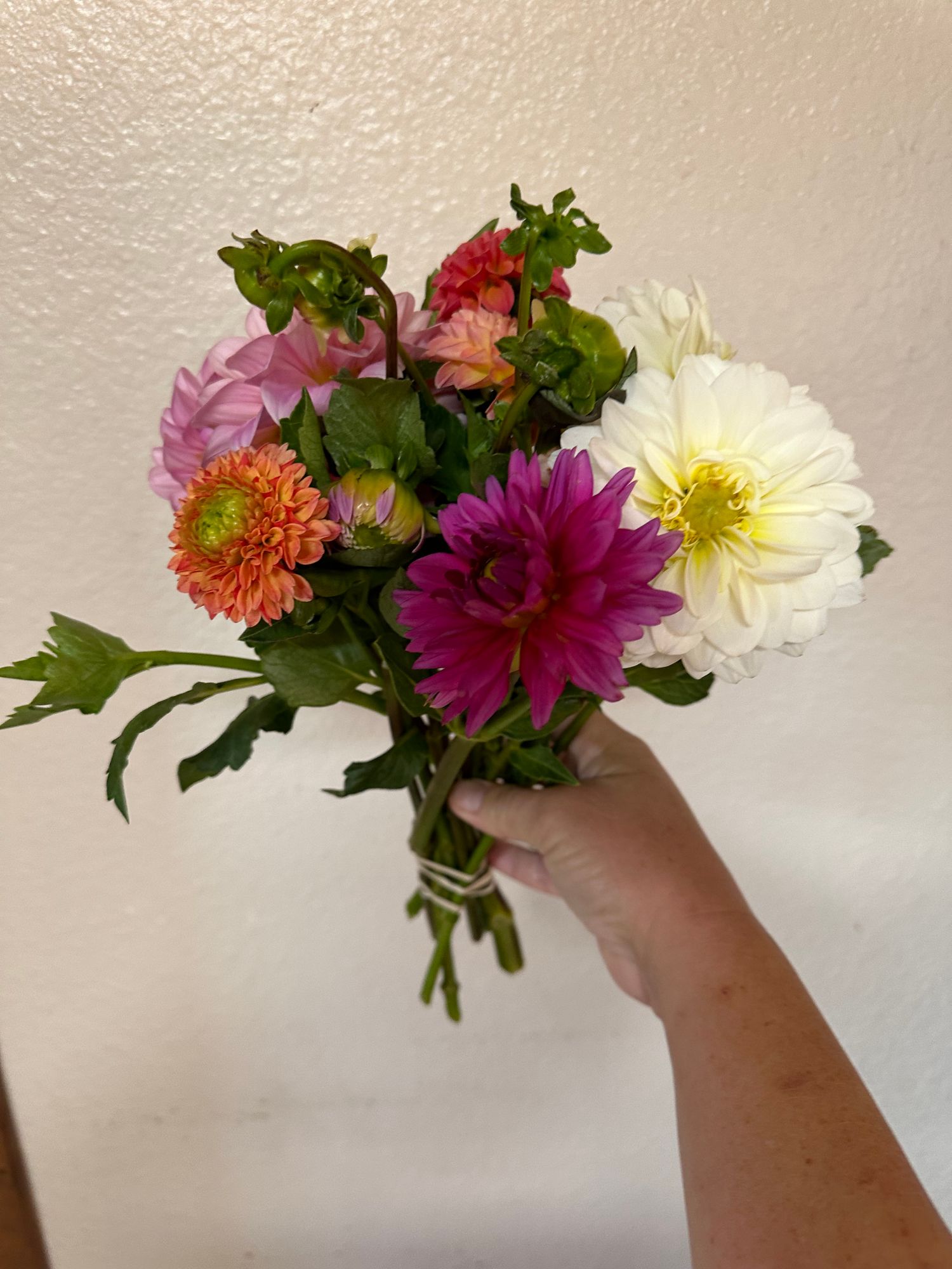 DAHLIA