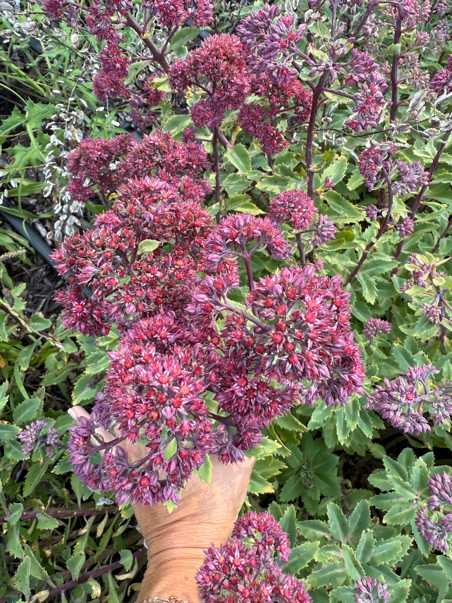 HYLOTELEPHIUM spectabile Brilliant