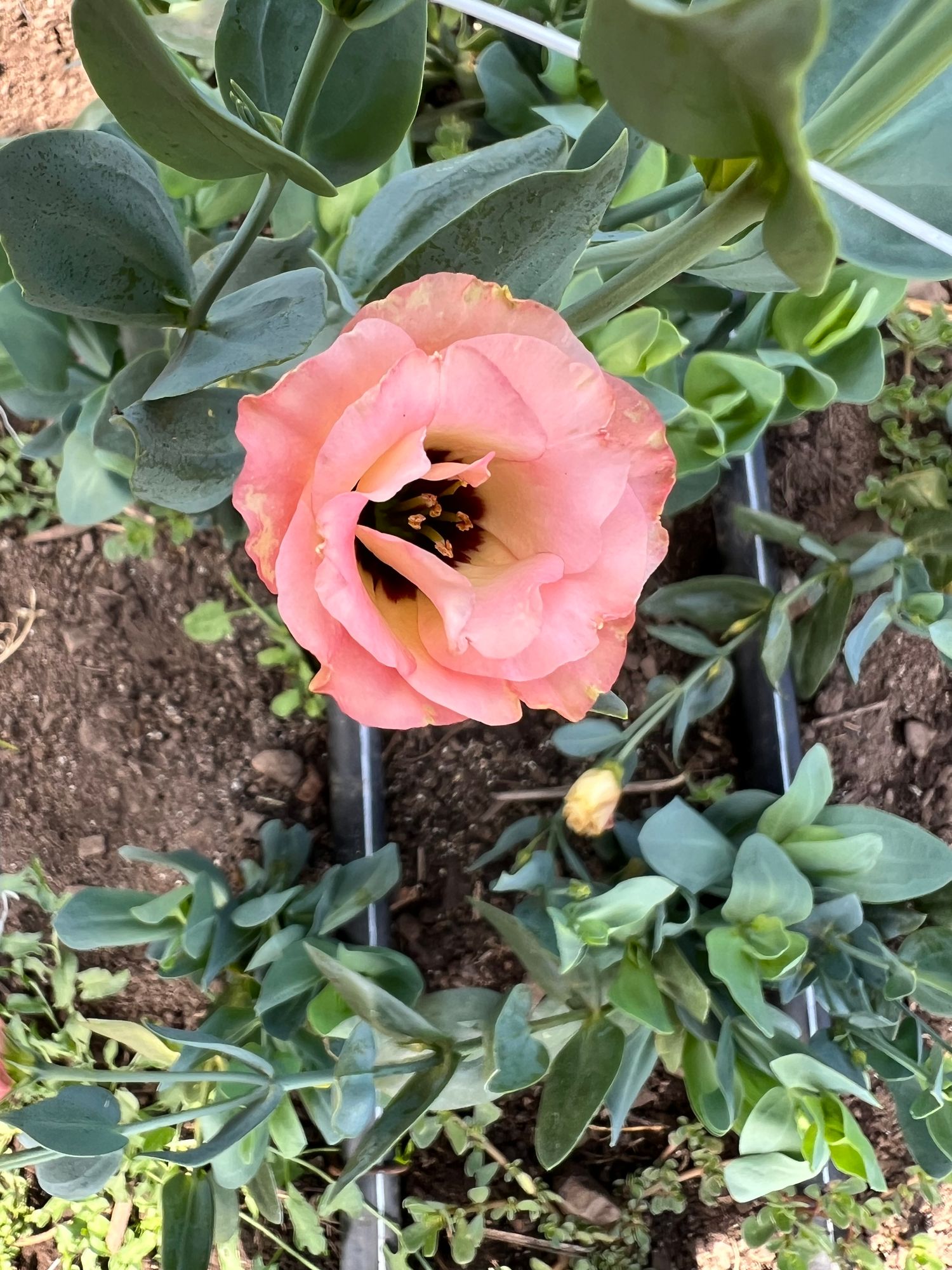 EUSTOMA grandiflorum Little Summer 1 Orange