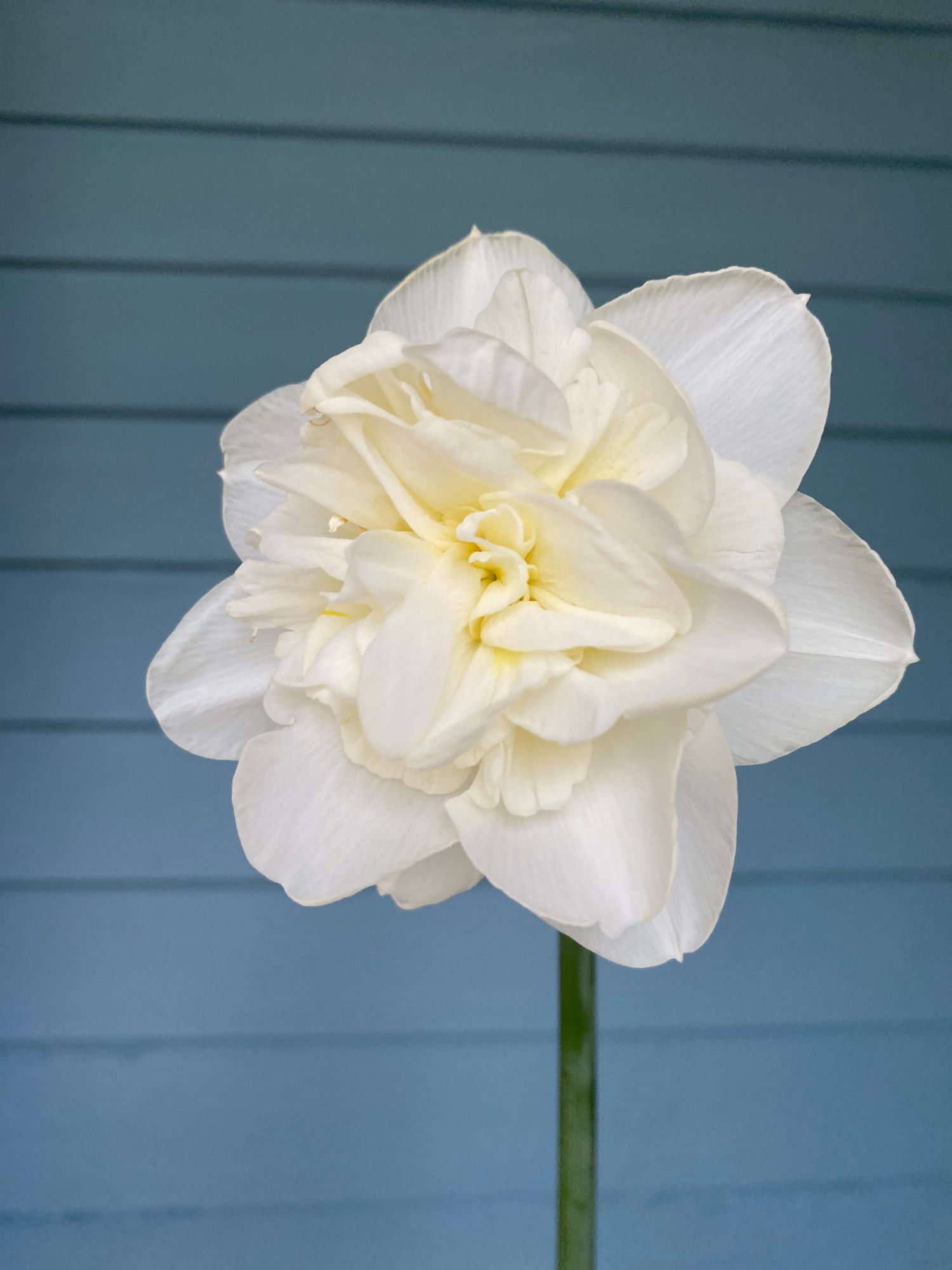 NARCISSUS