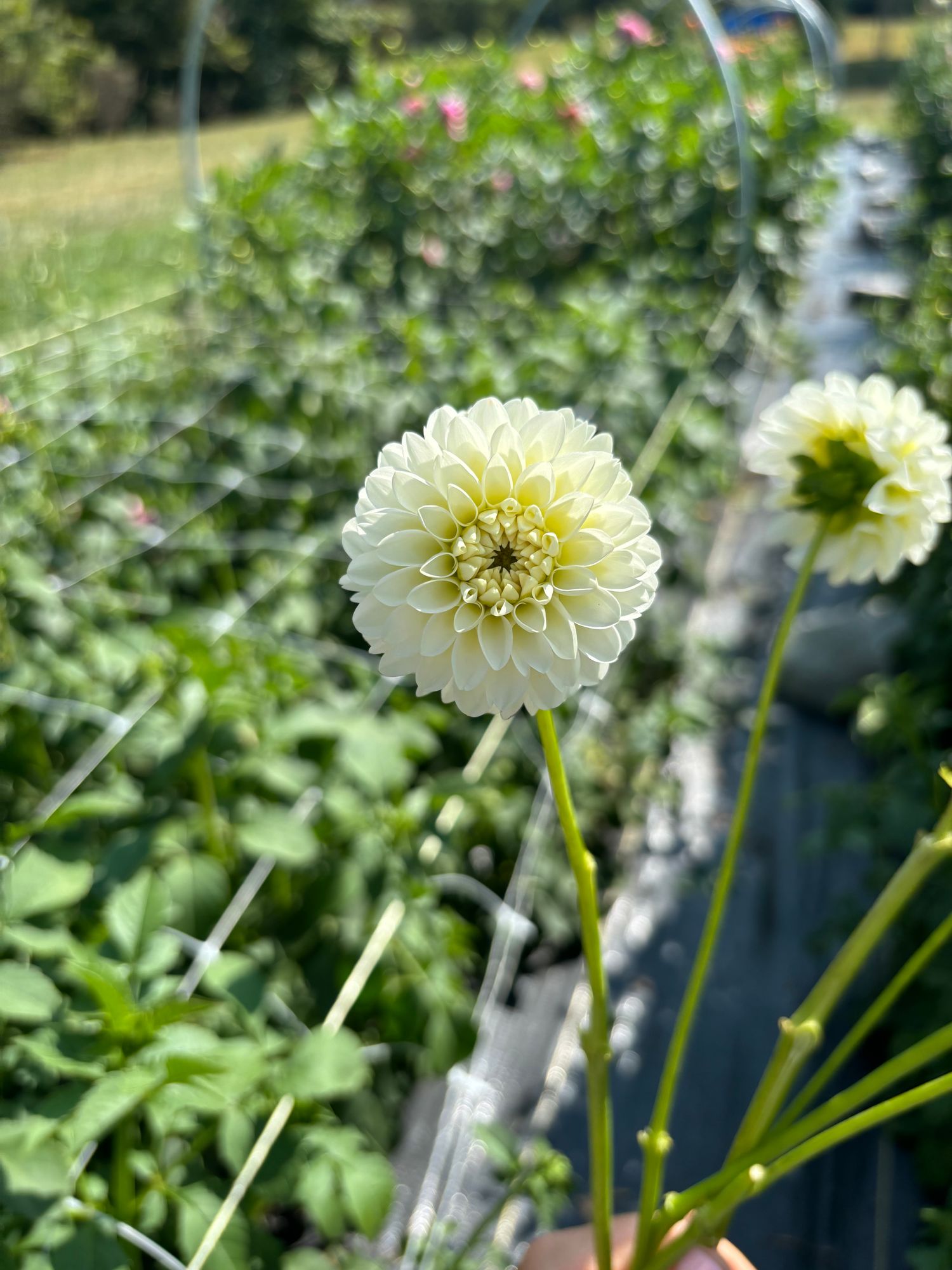 DAHLIA White Aster