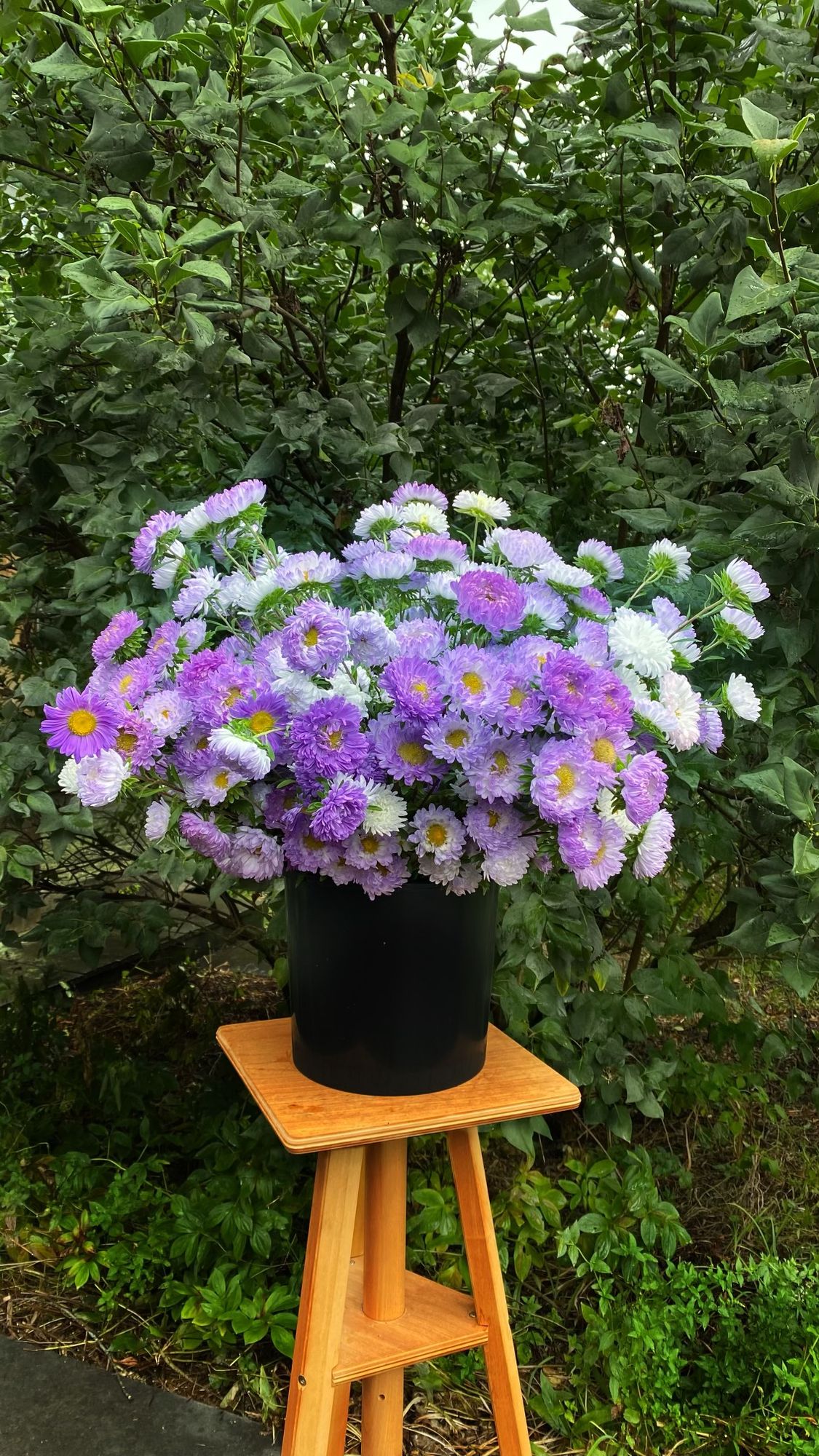 CALLISTEPHUS chinensis Tower