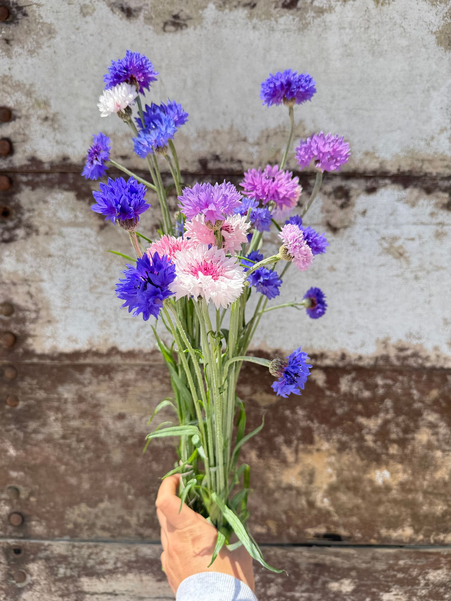 CENTAUREA cyanus Choice Mix