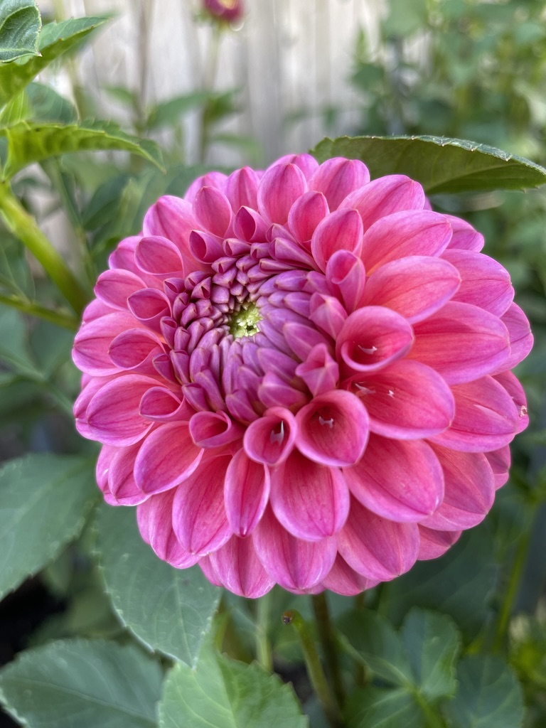DAHLIA