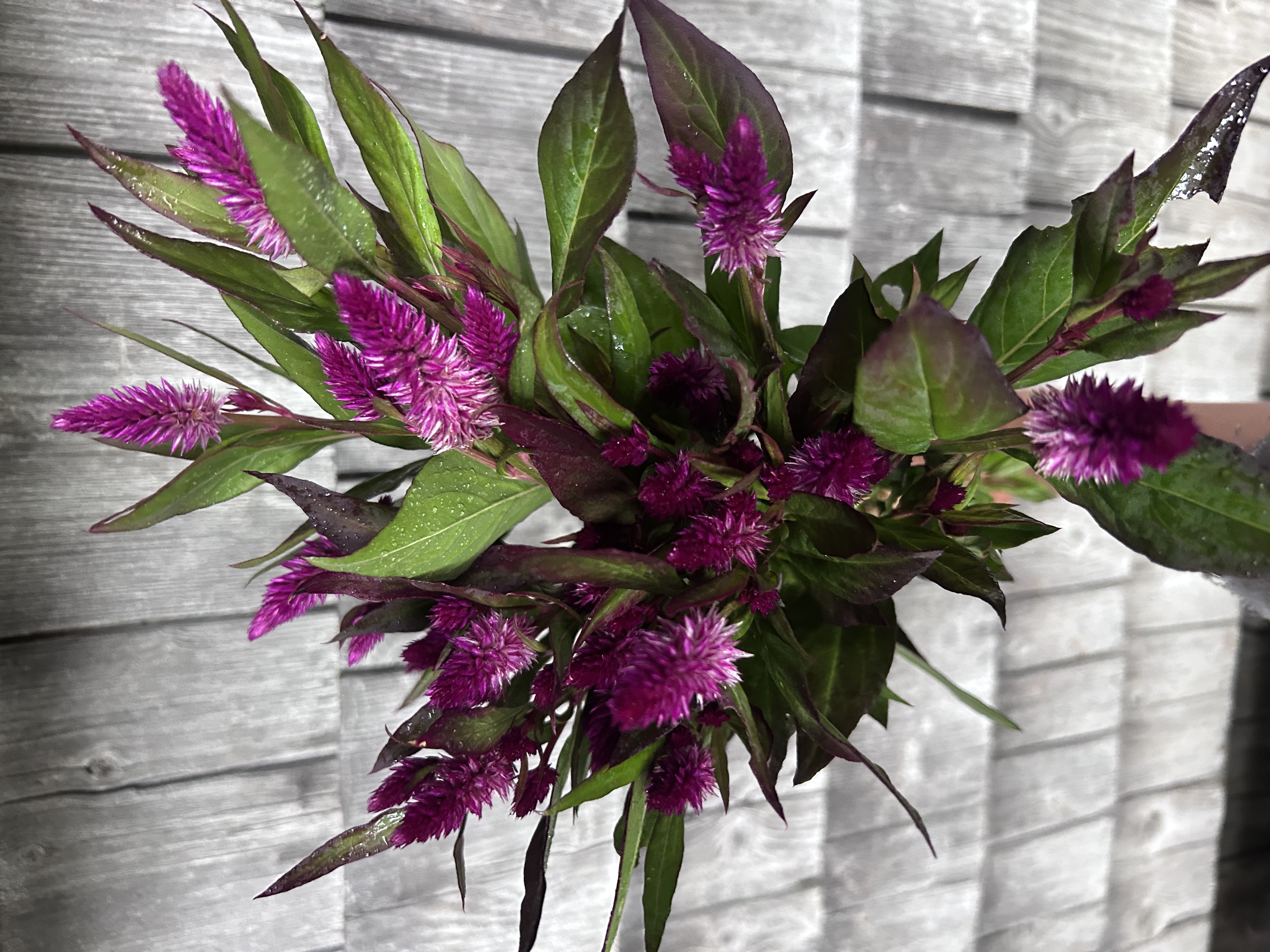 CELOSIA argentea spicata Ruby Parfait