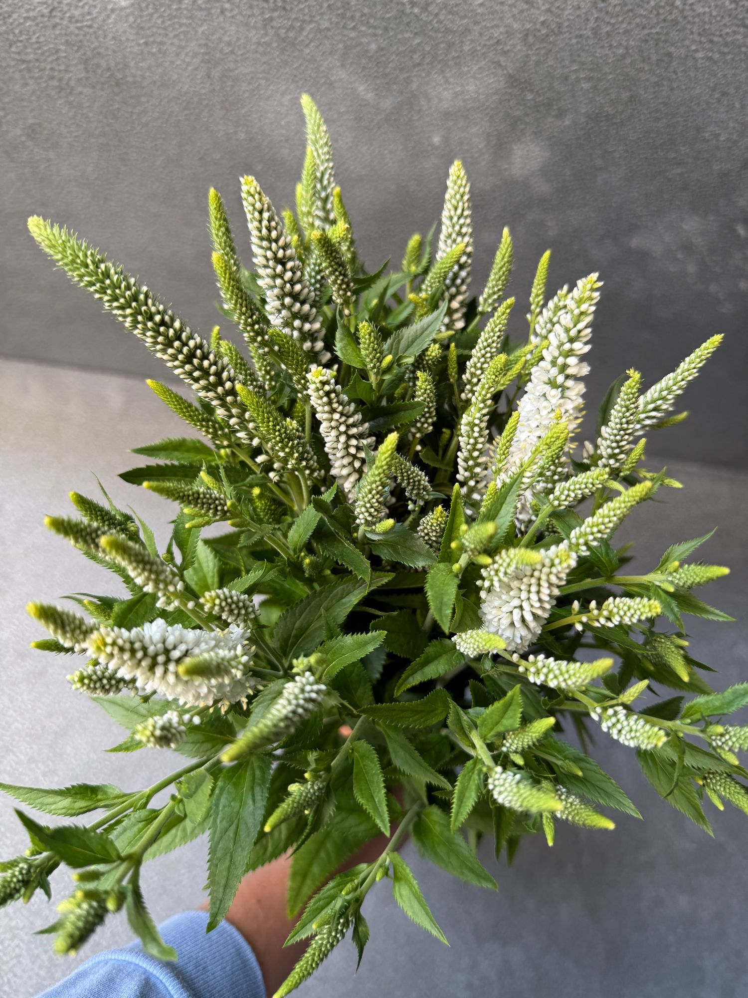 VERONICA longifolia Skyler