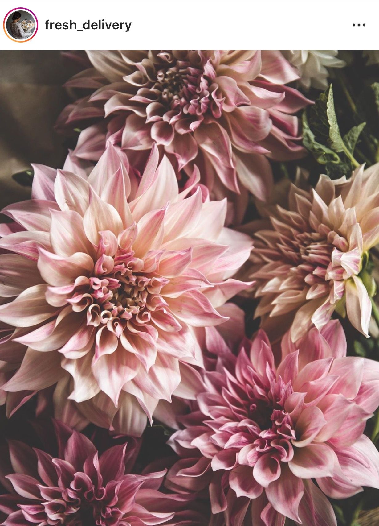 DAHLIA Cafe Au Lait