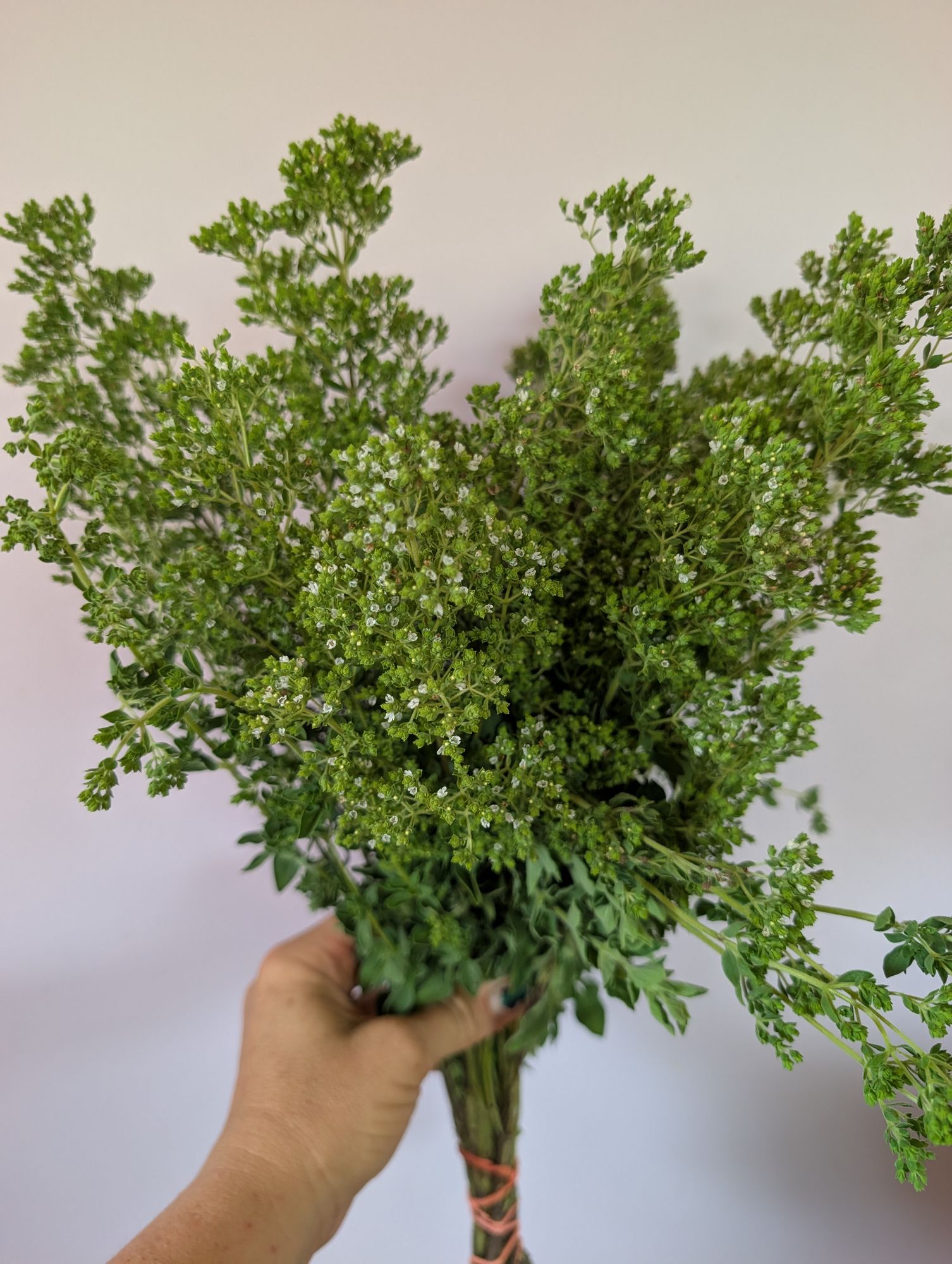 ORIGANUM vulgare ssp. hirtum
