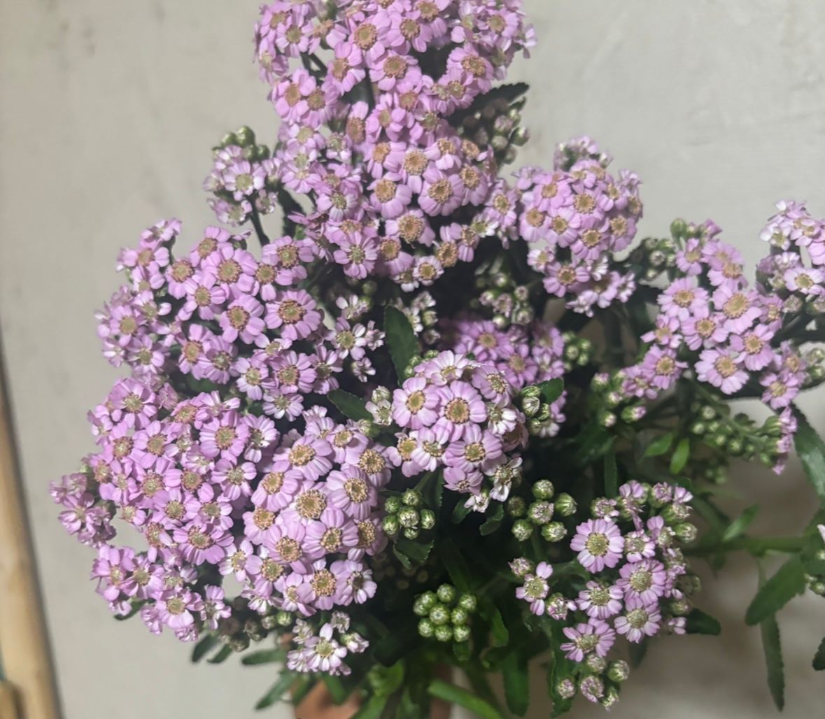 ACHILLEA sibirica ssp camschatica Love Parade