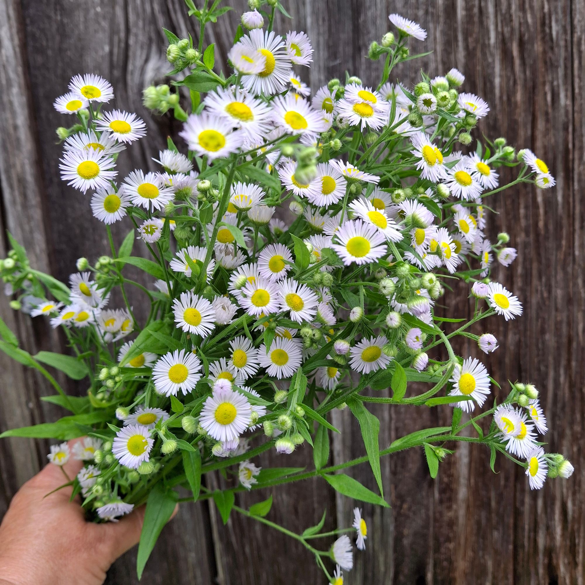 ERIGERON annuus