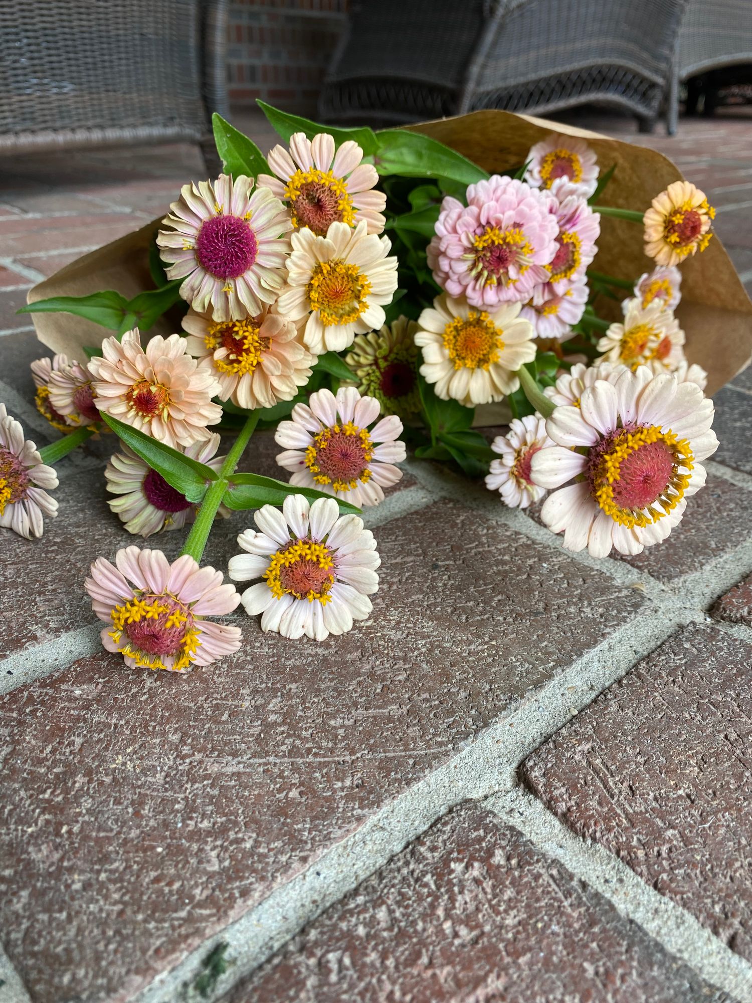ZINNIA elegans Little Flower Girl