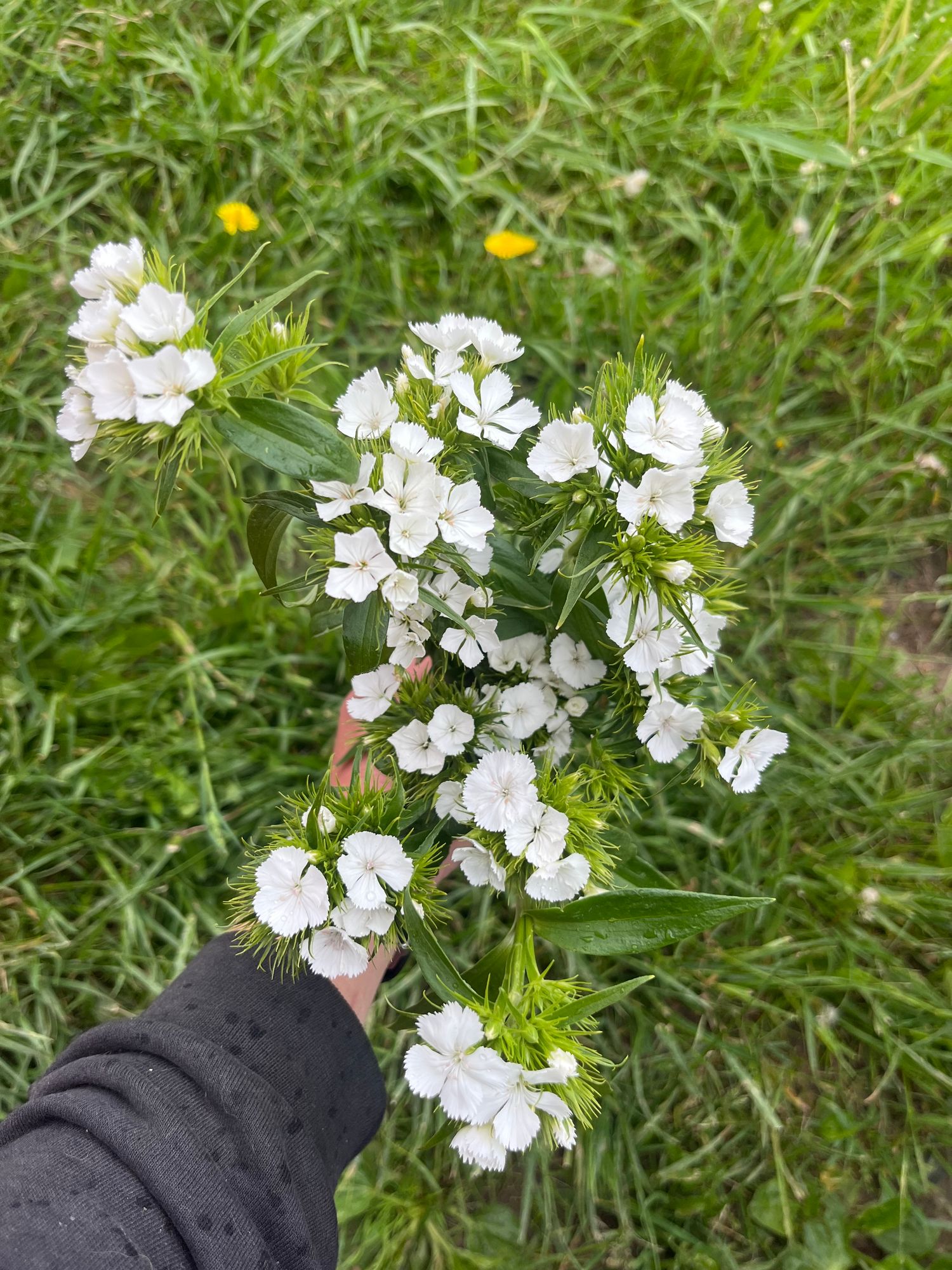 DIANTHUS barbatus