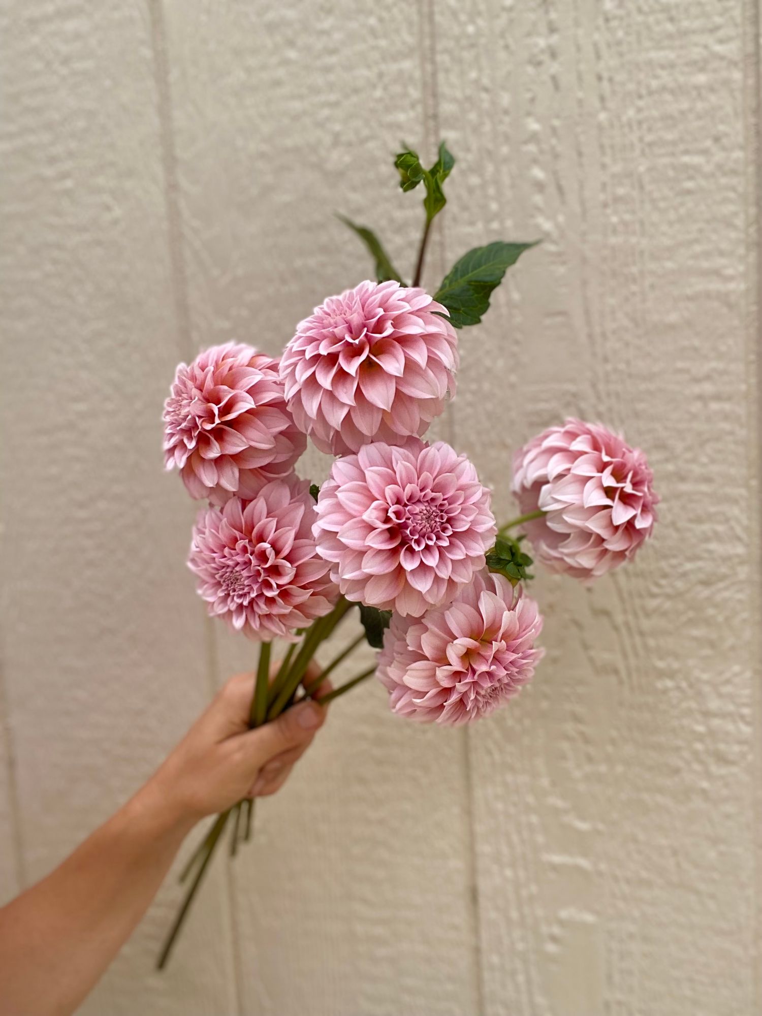 DAHLIA Peaches n Cream