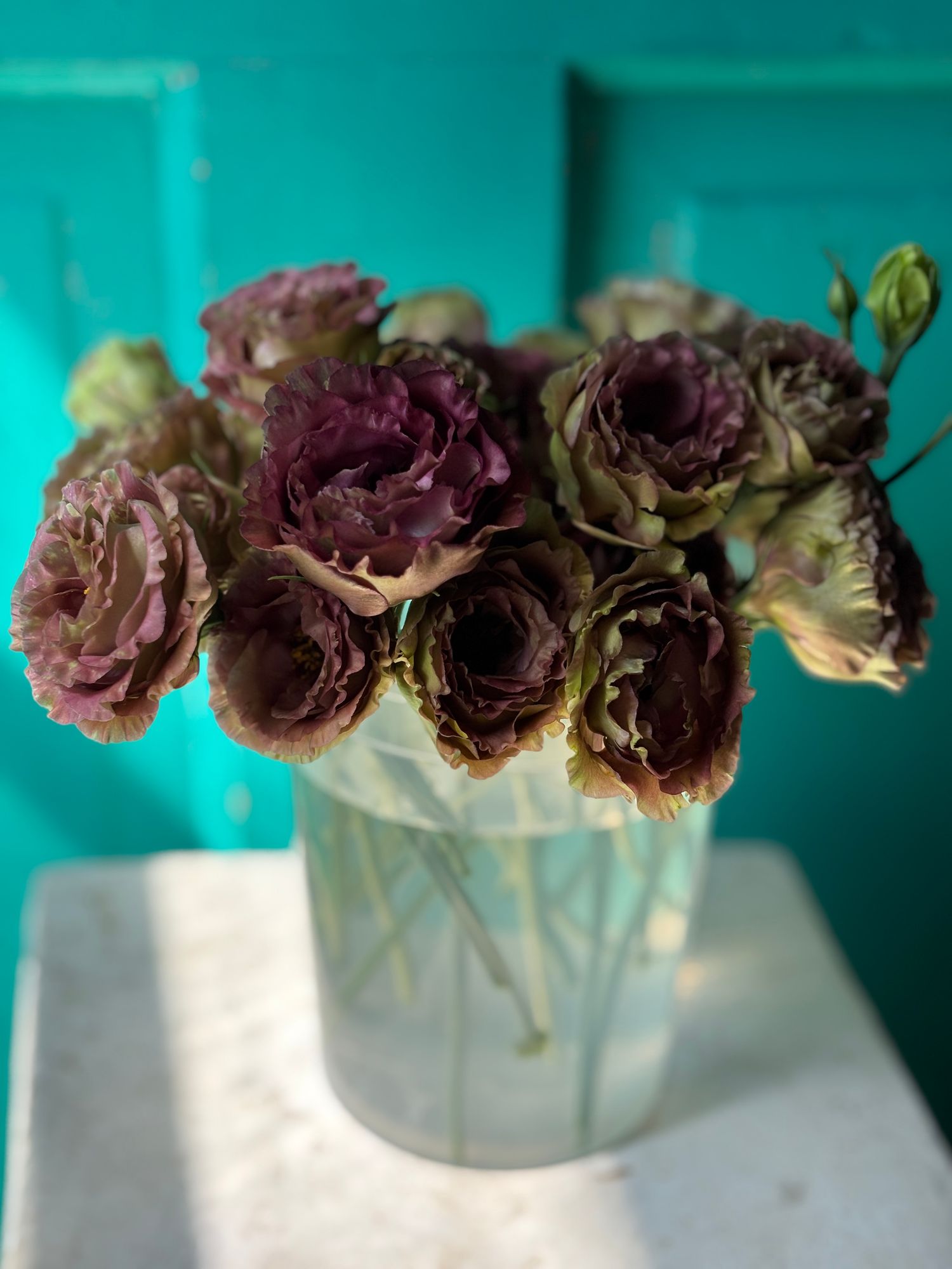 EUSTOMA grandiflorum Rosanne
