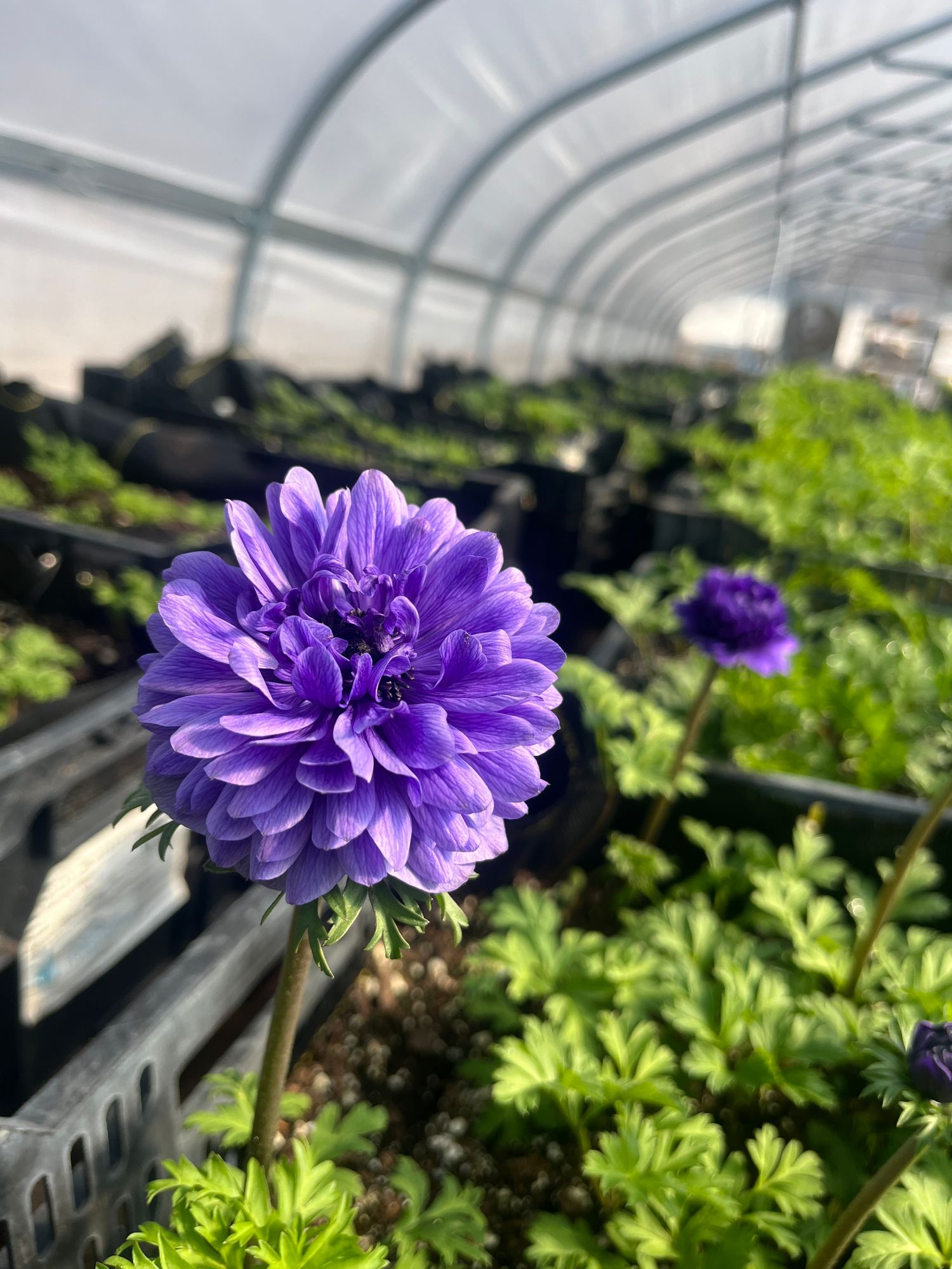 ANEMONE coronaria Levante