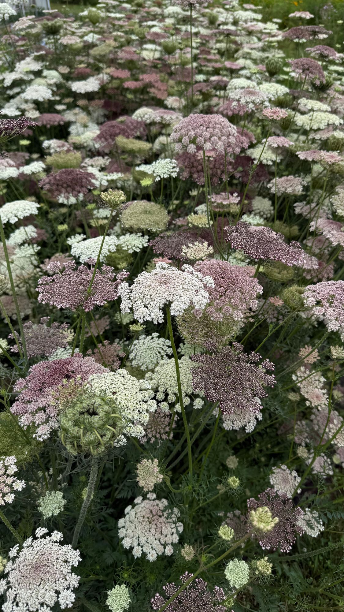 DAUCUS carota Dara
