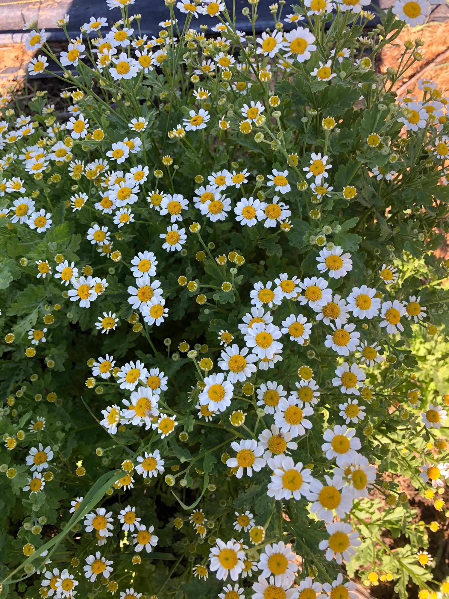 TANACETUM parthenium