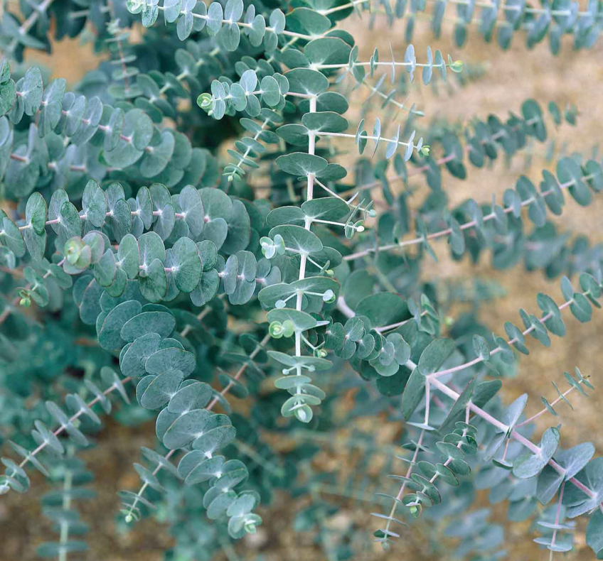 EUCALYPTUS polyanthemos