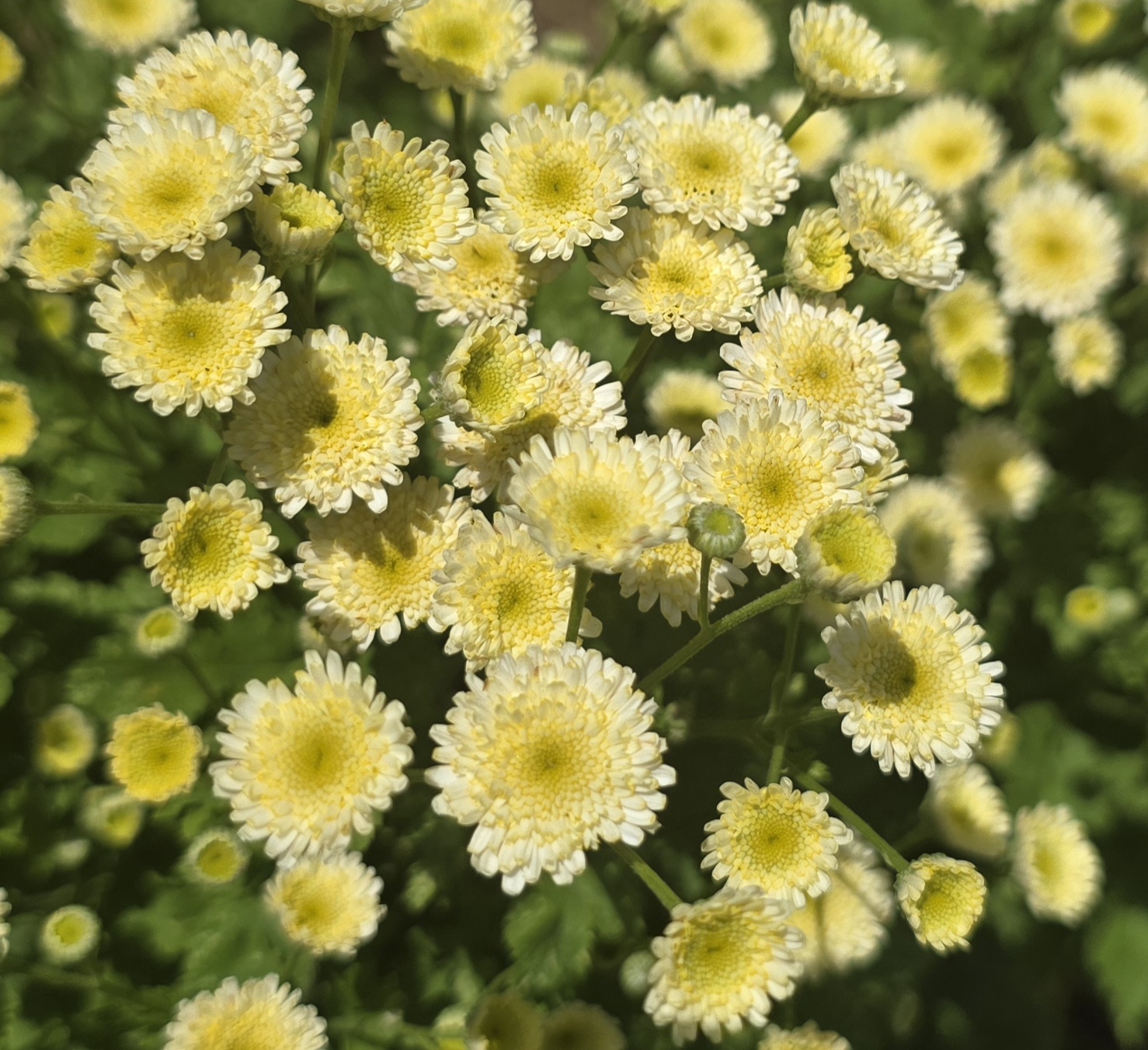 TANACETUM parthenium Orinoco