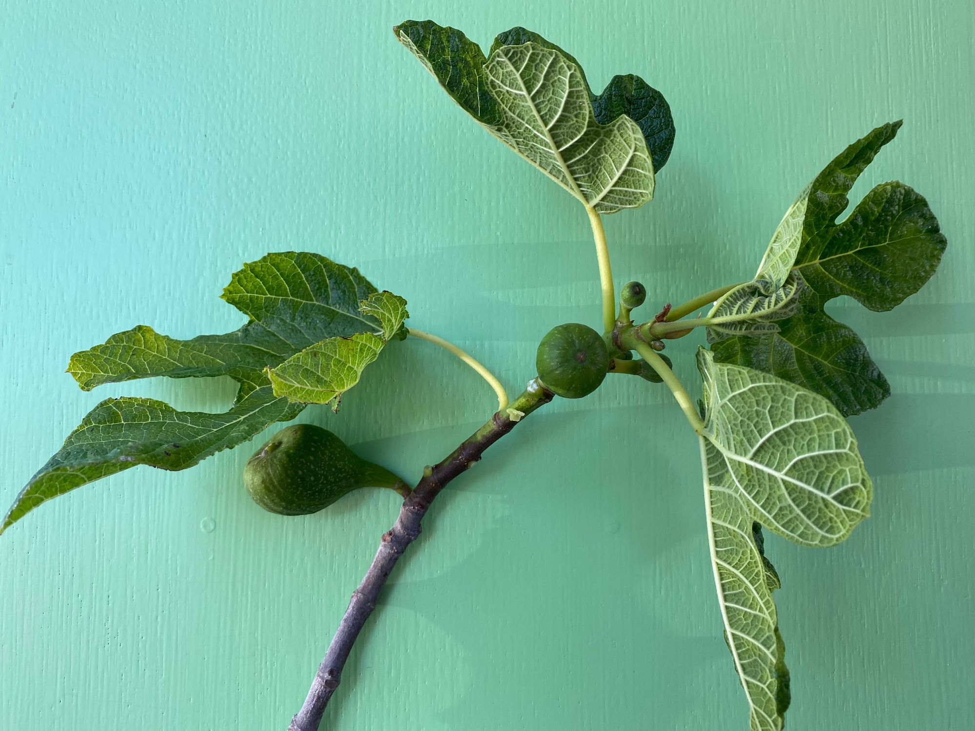 FICUS