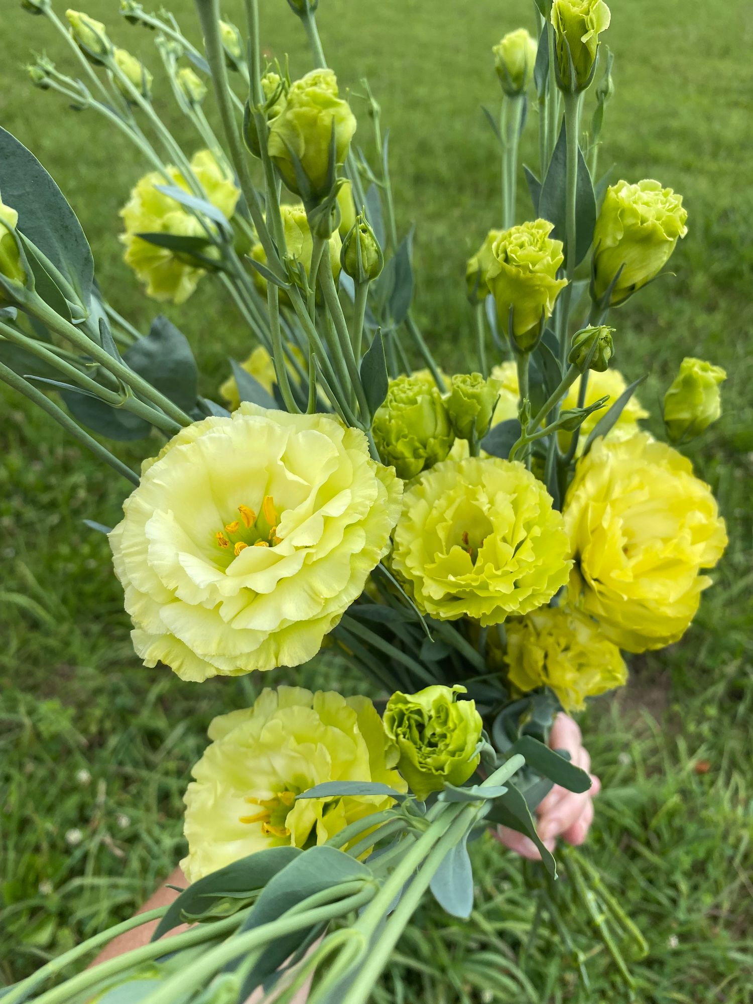 EUSTOMA grandiflorum