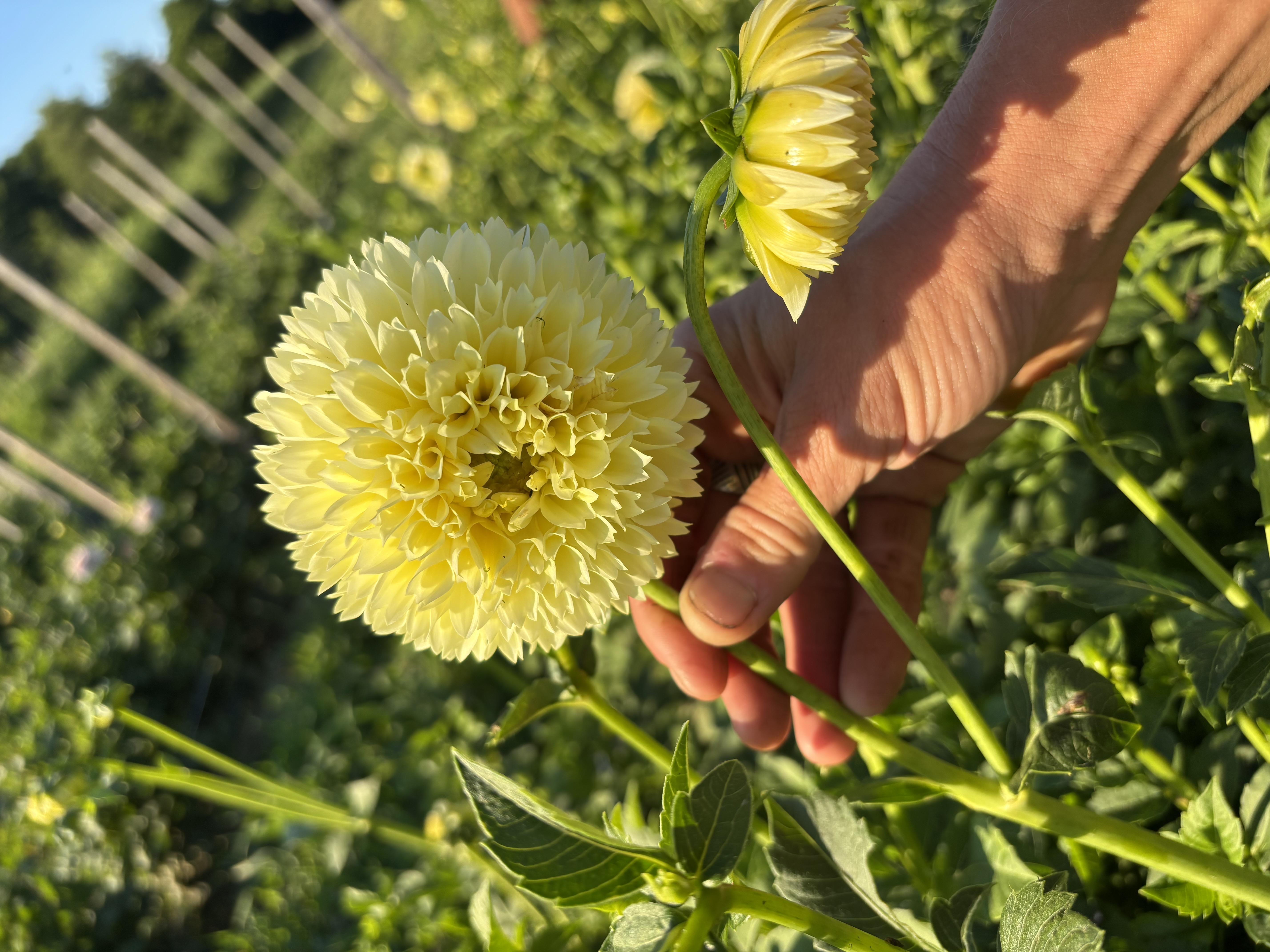 DAHLIA Sweet Suzanne