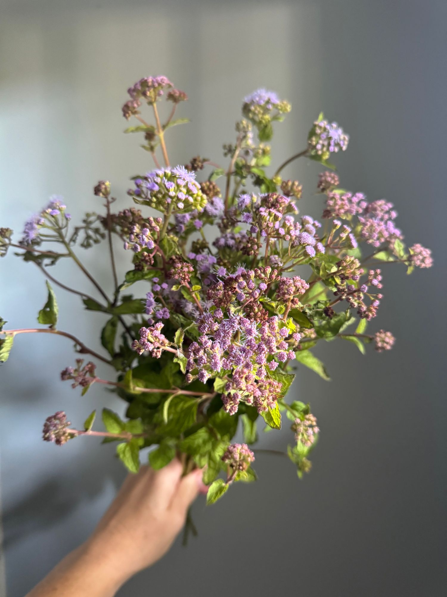 AGERATUM houstonianum Blue Horizon