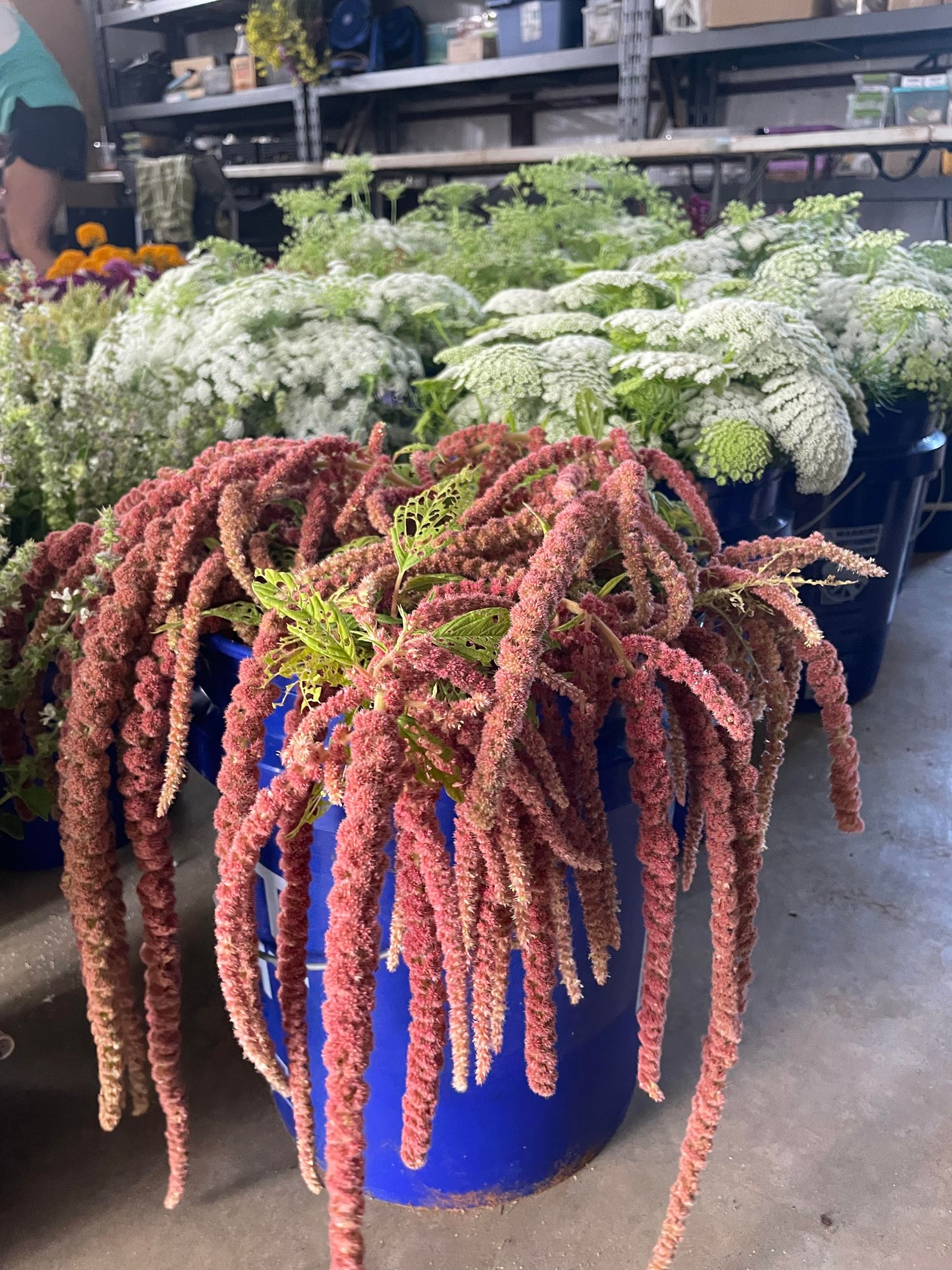 AMARANTHUS caudatus Coral Fountains
