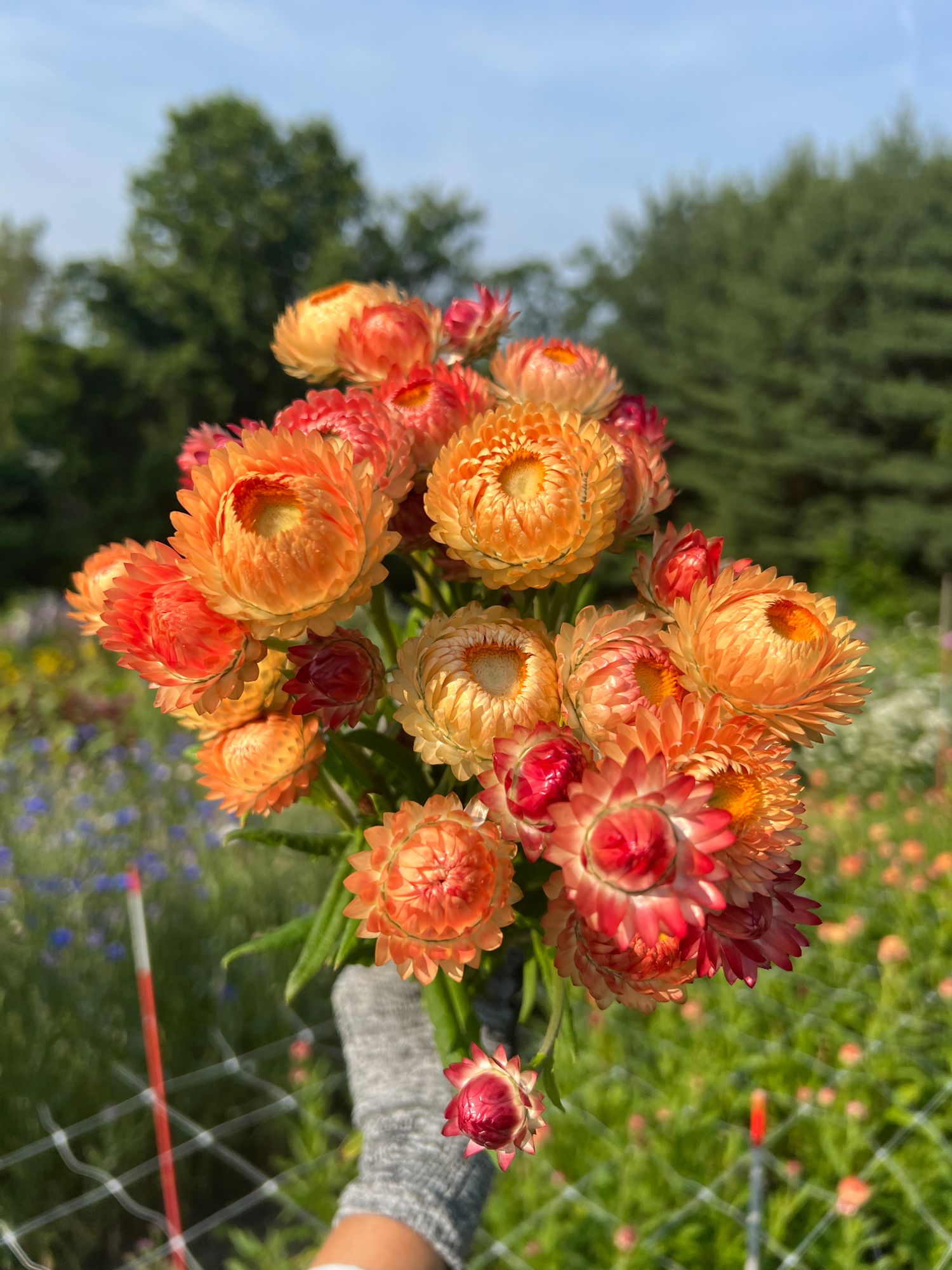 XEROCHRYSUM bracteatum Apricot Peach