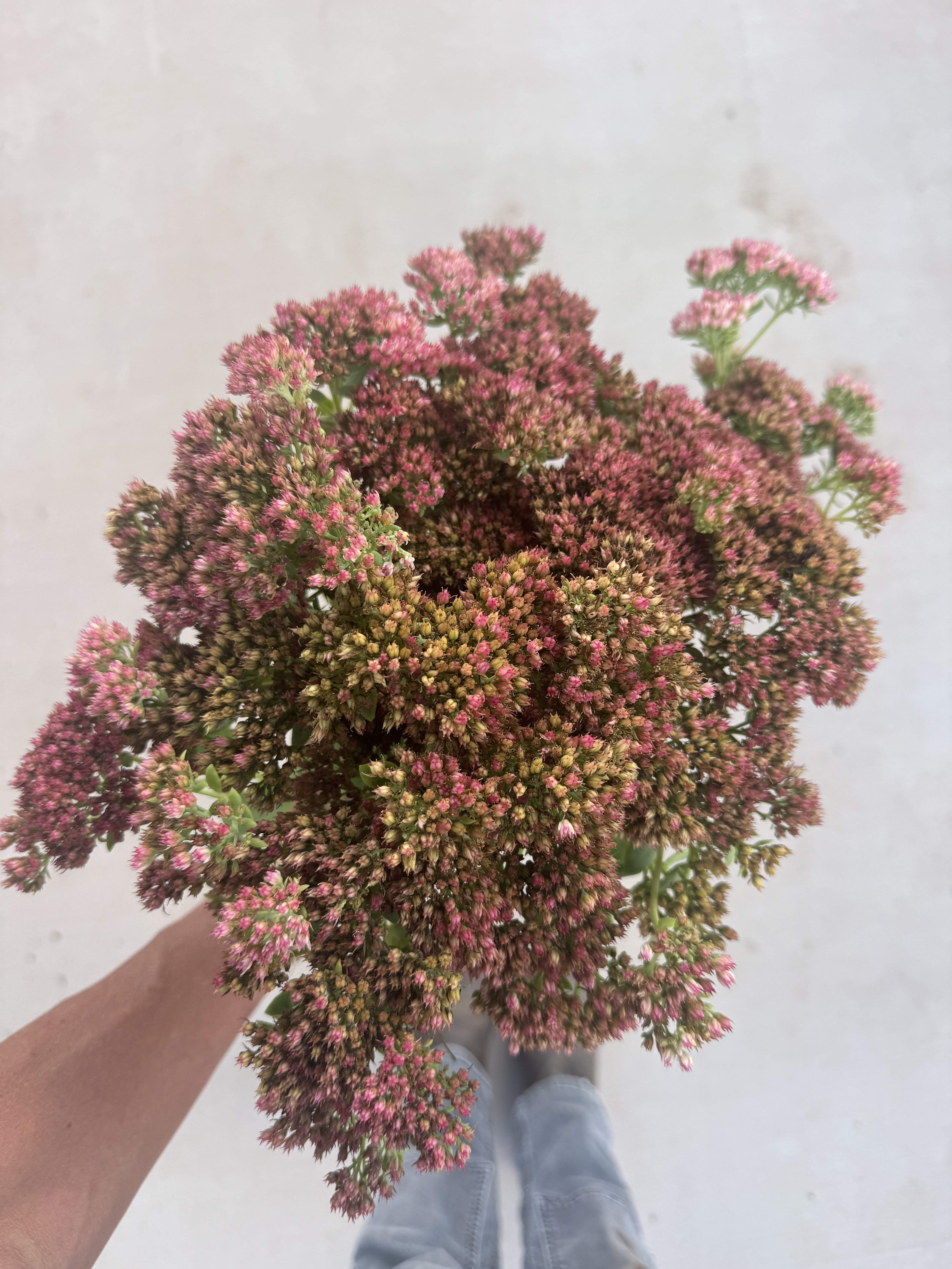 HYLOTELEPHIUM spectabile Autumn Joy