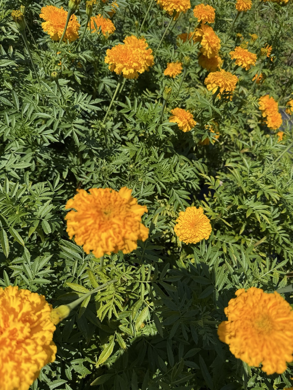TAGETES erecta Coco Gold