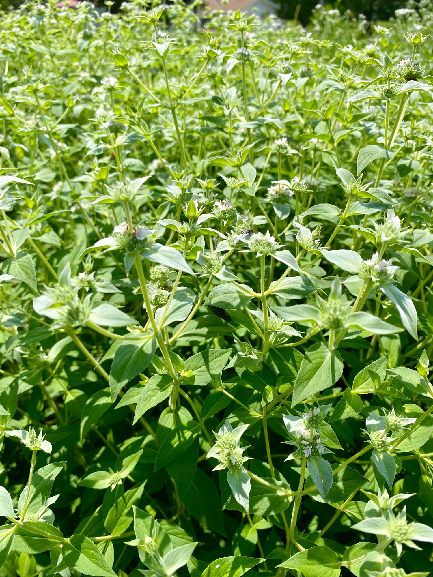 PYCNANTHEMUM muticum