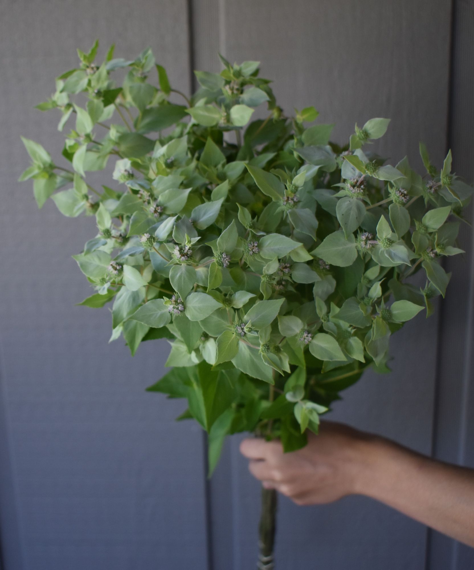 PYCNANTHEMUM muticum