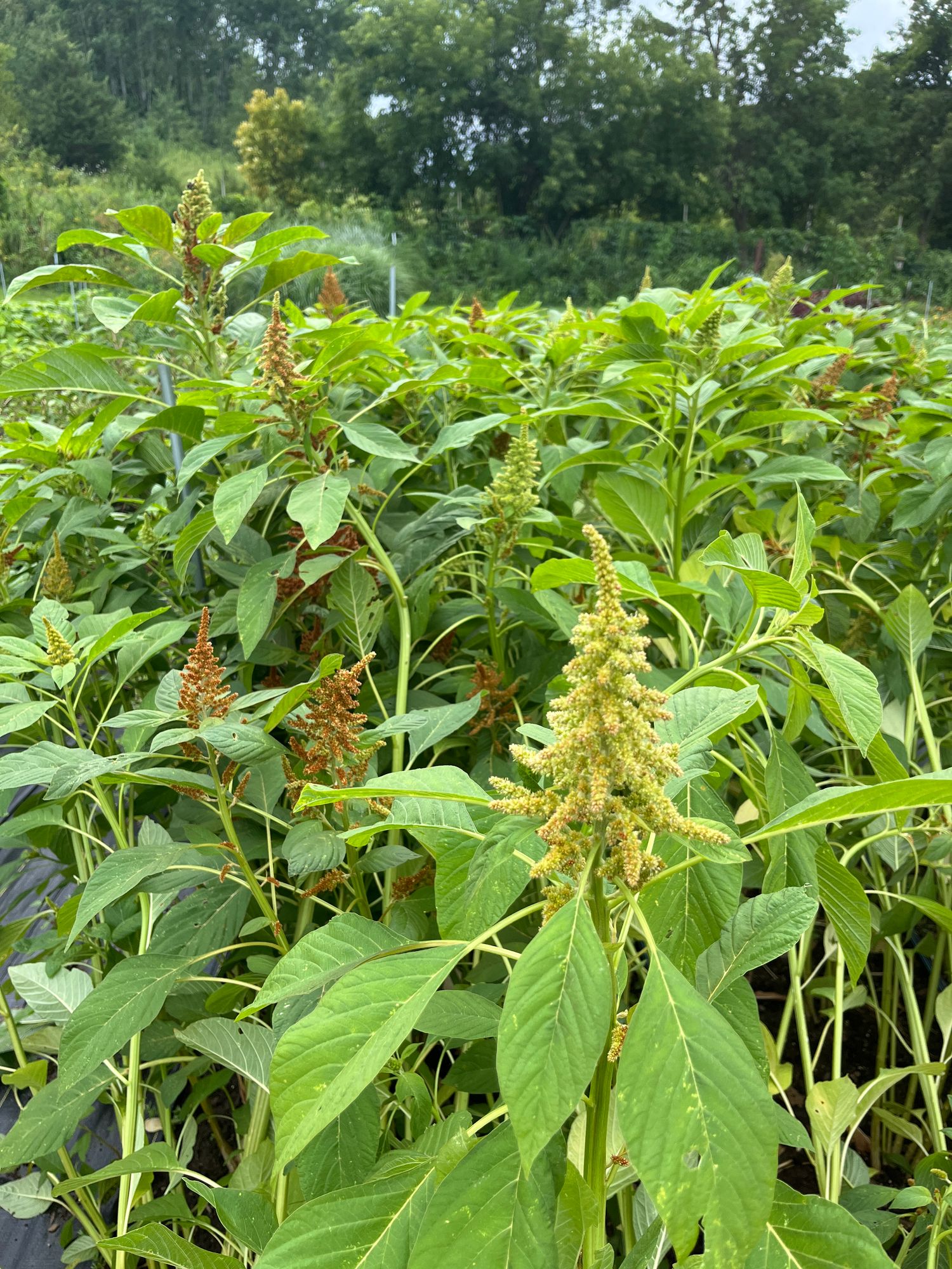 AMARANTHUS cruentus Autumn Touch