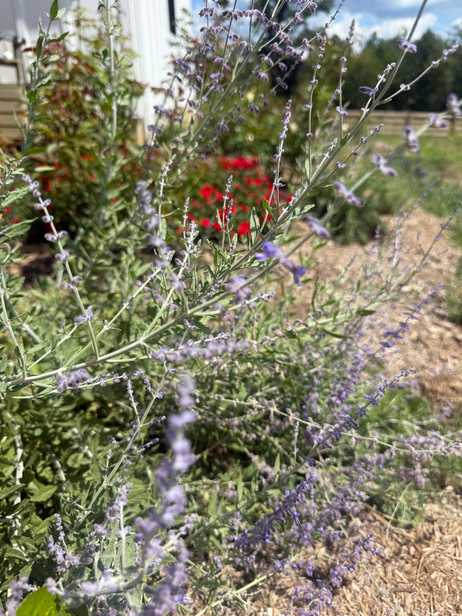 PEROVSKIA atriplicifolia