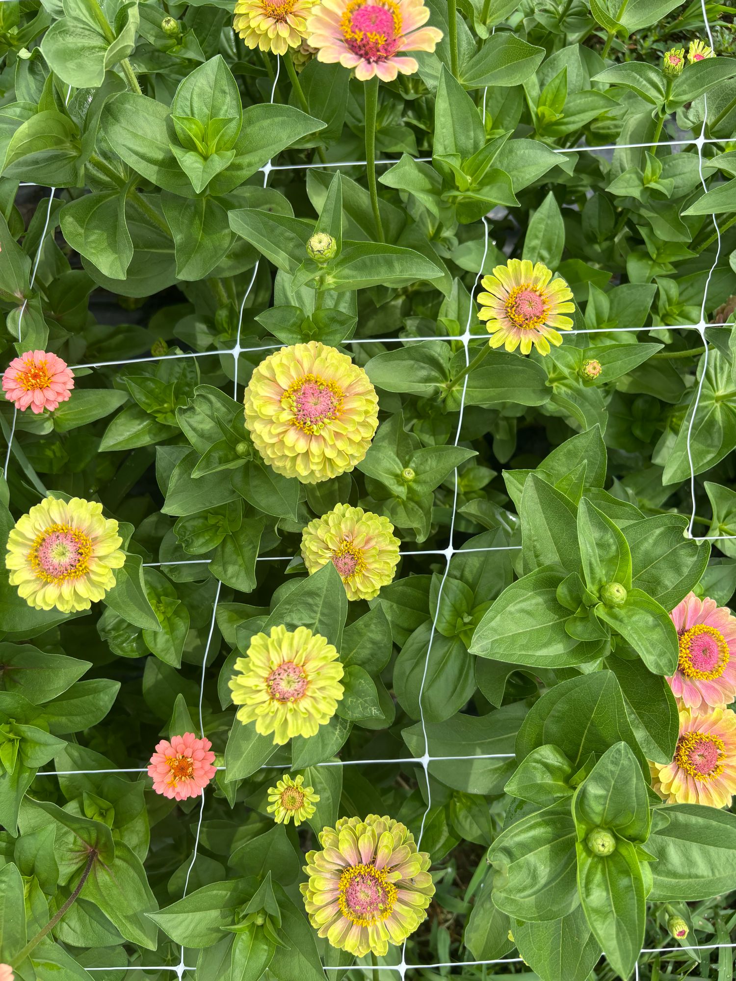 ZINNIA elegans Queeny Lime Blush
