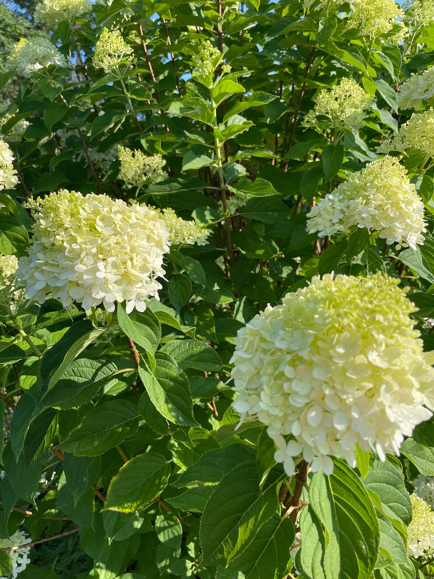 HYDRANGEA paniculata Limelight