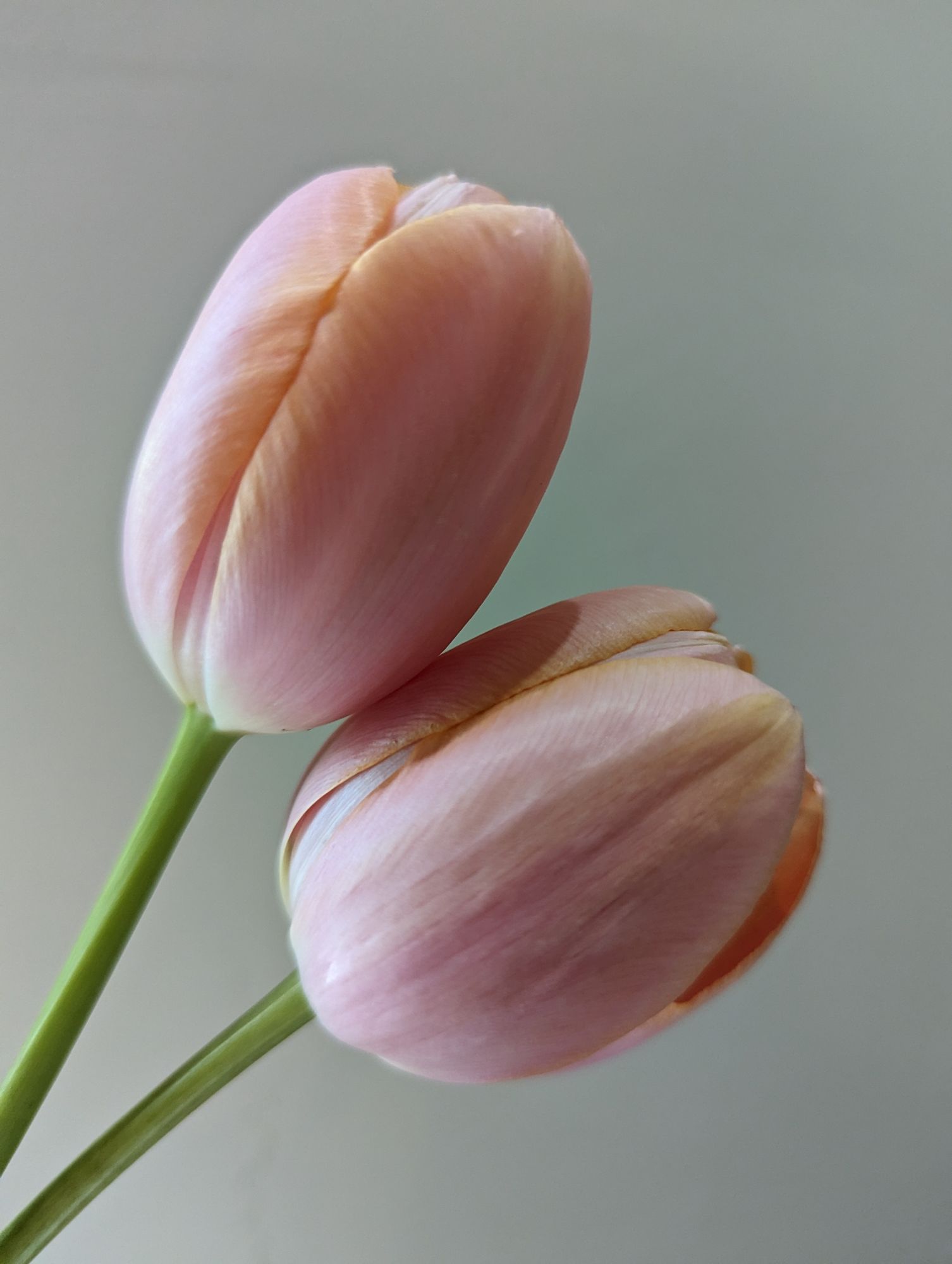 TULIPA Menton