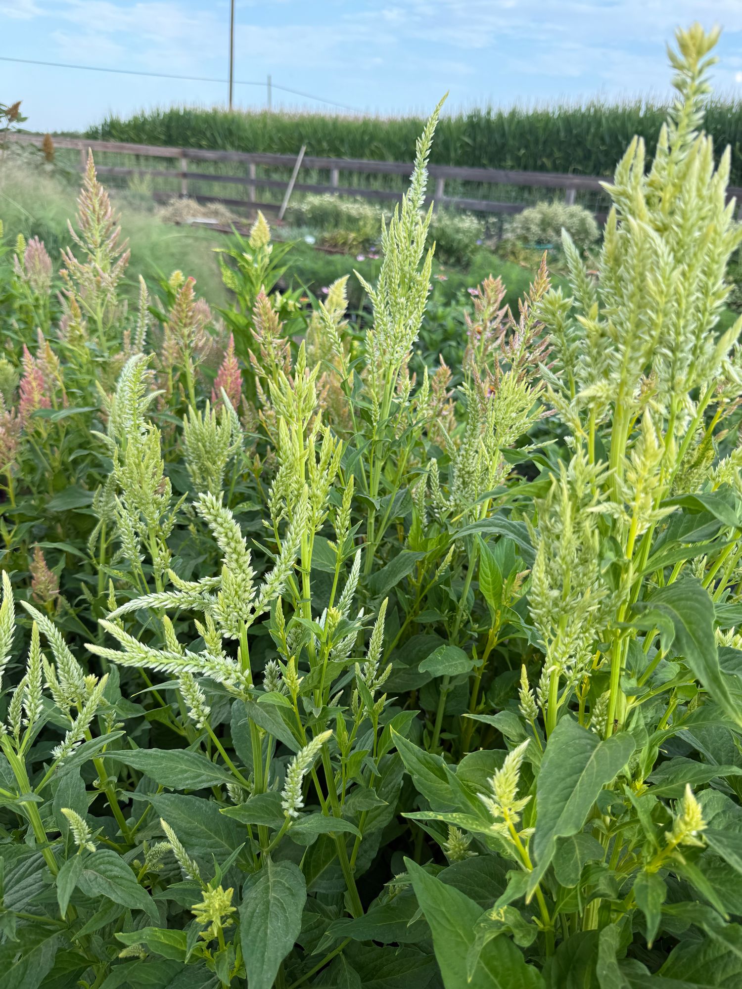 CELOSIA argentea var. spicata Shimmer