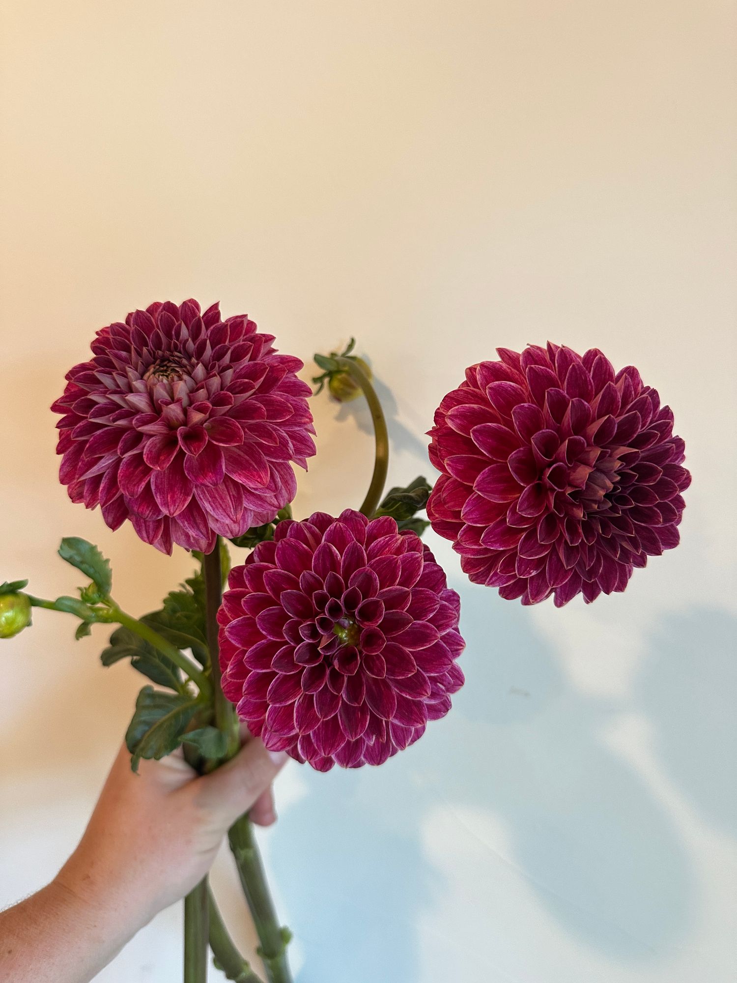 DAHLIA KA Rosie Jo