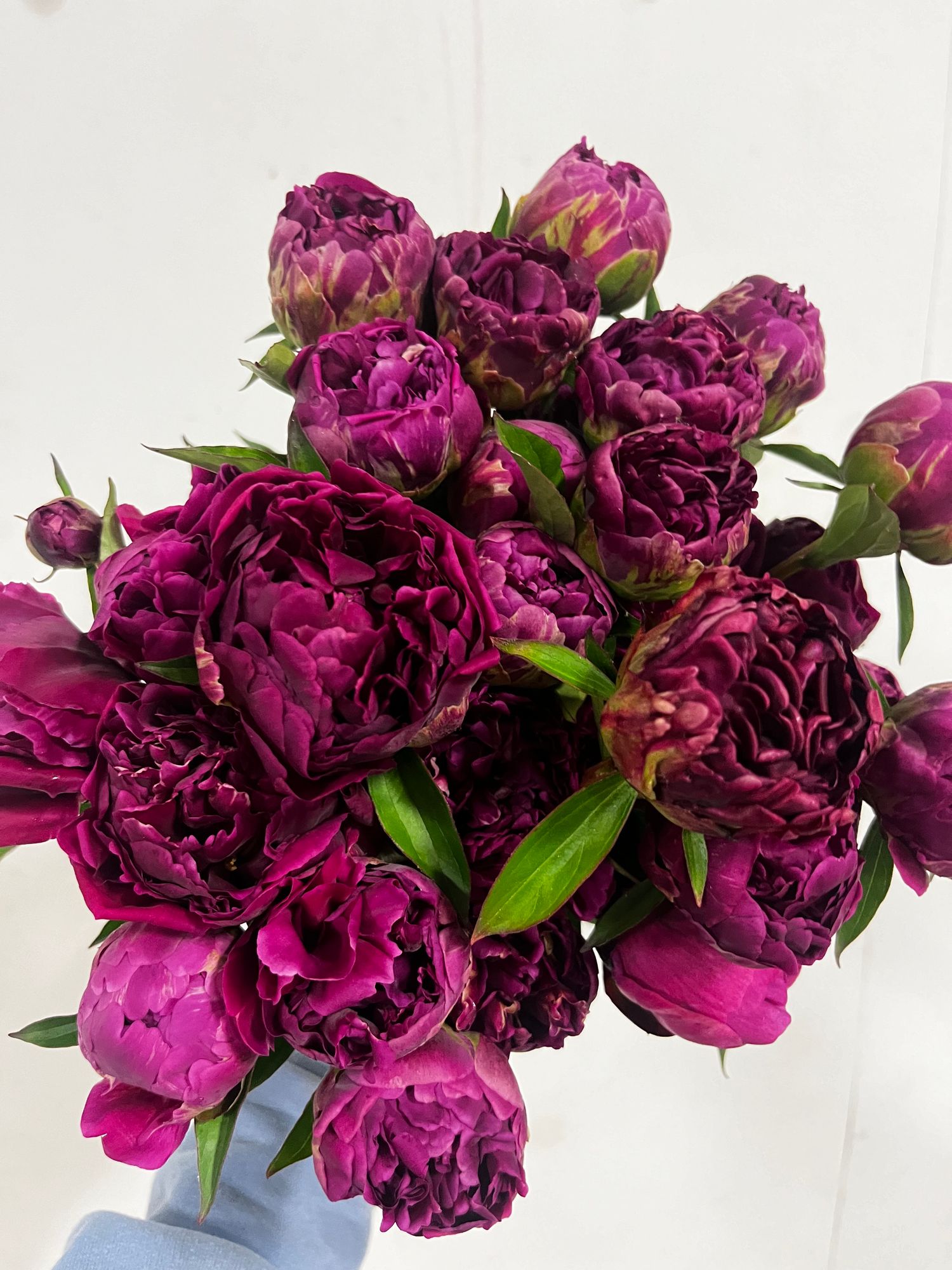 PAEONIA