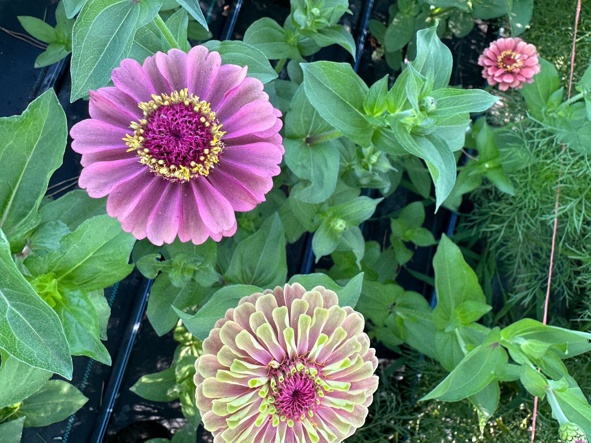 ZINNIA