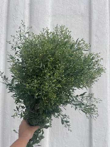 BACCHARIS halimifolia
