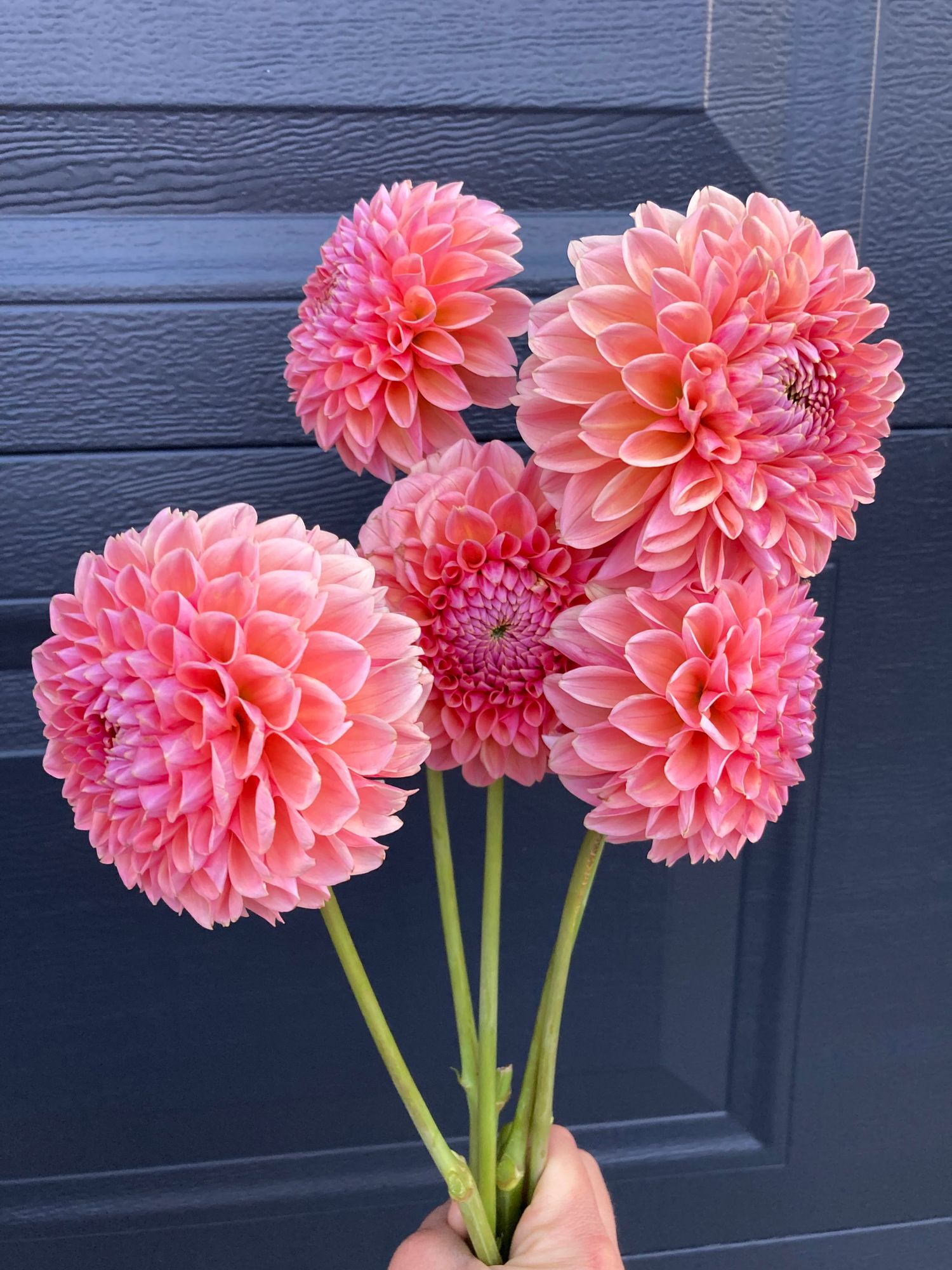 DAHLIA Lindas Baby