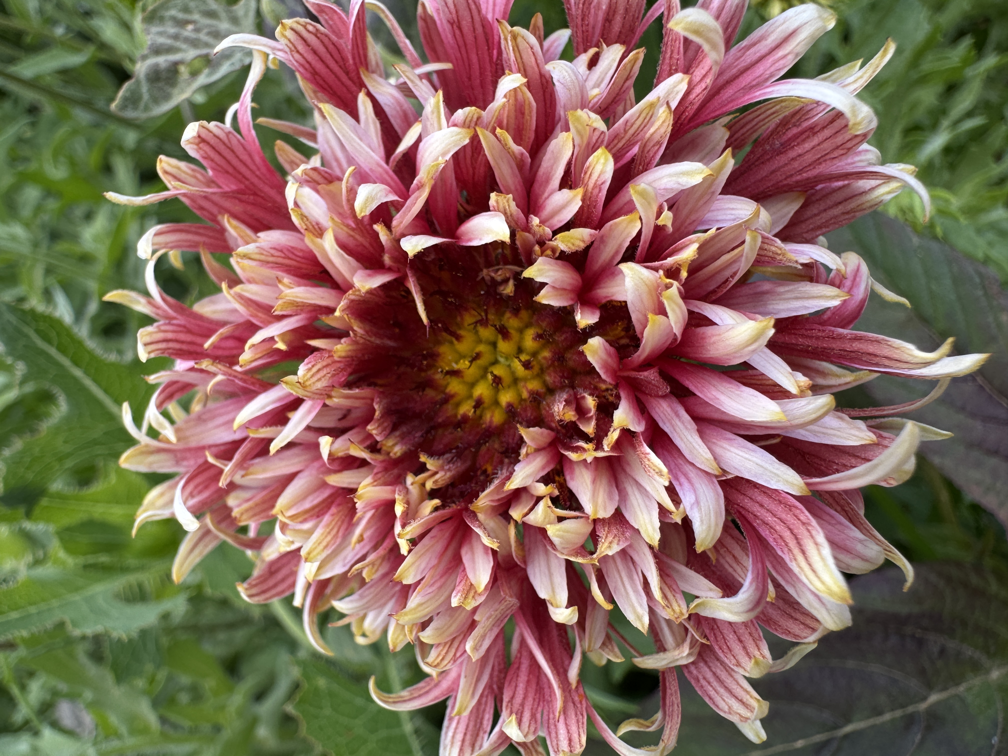 GAILLARDIA pulchella Lorenziana